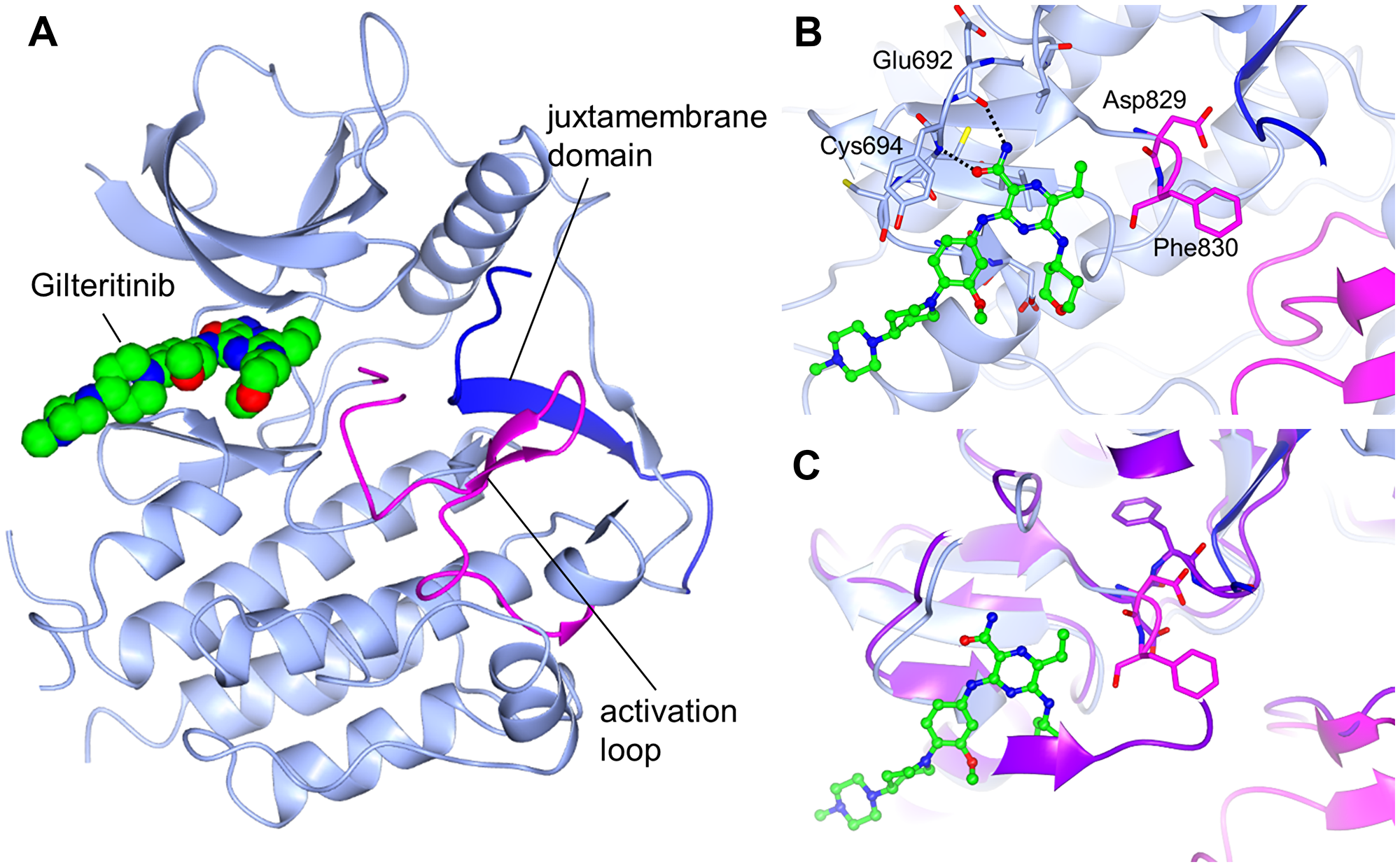 Crystal structure of FLT3 bound to gilteritinib