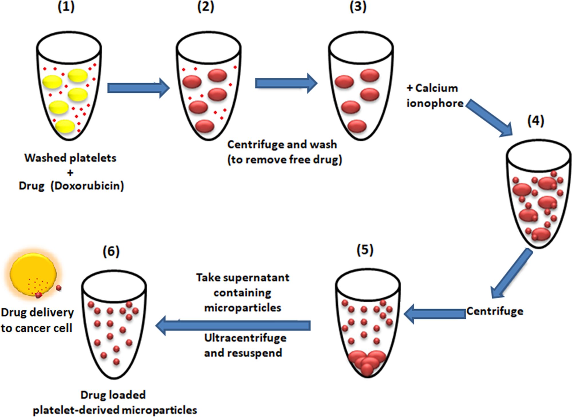 Scheme representing preparation of drug-loaded platelet-derived microparticles, interaction with cancer cell and drug delivery