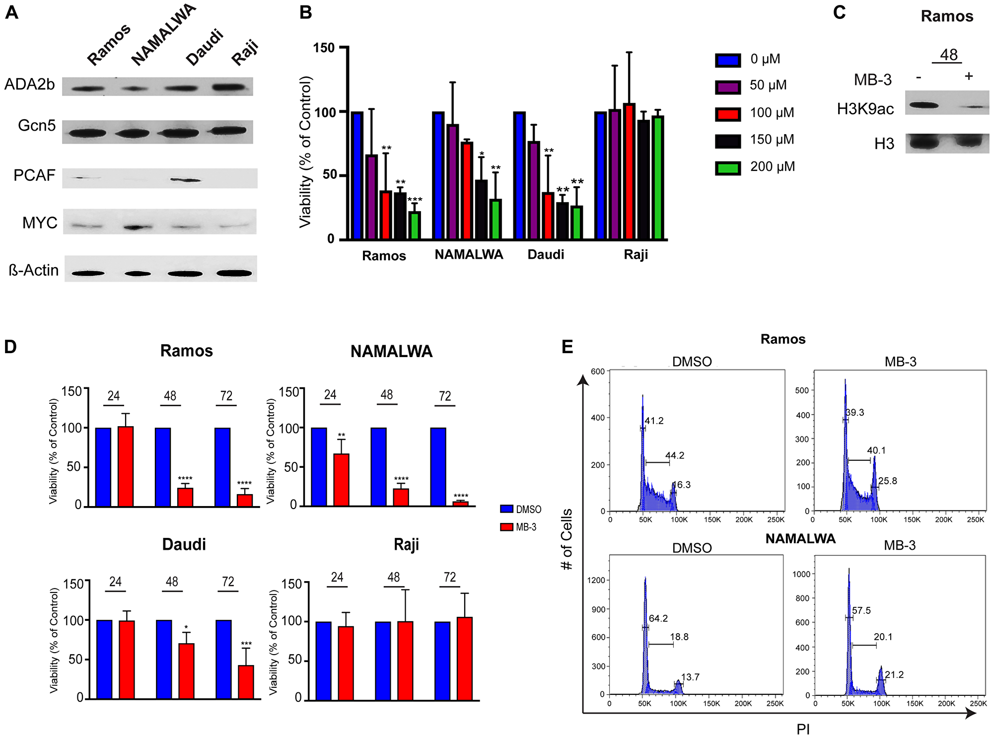 GCN5 HAT Inhibition Reduces Viability of human Burkitt lymphoma cell lines