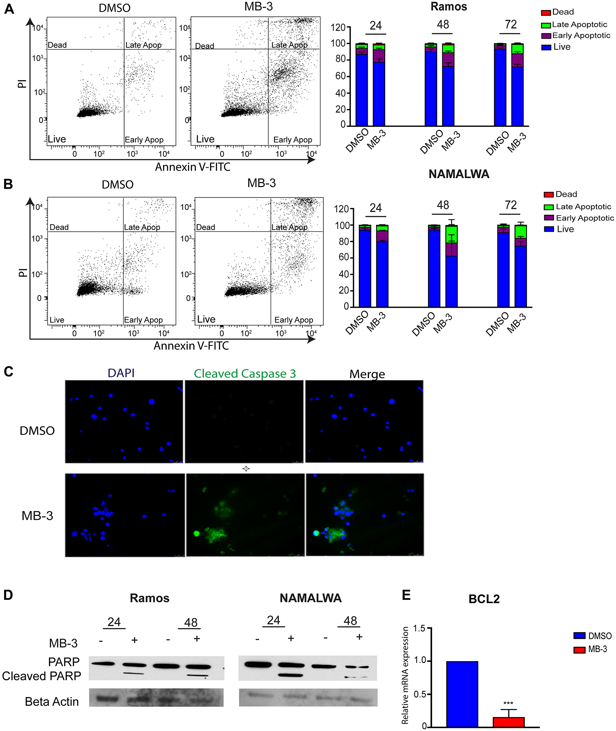 GCN5 inhibition induces apoptosis in human Burkitt lymphoma cell lines