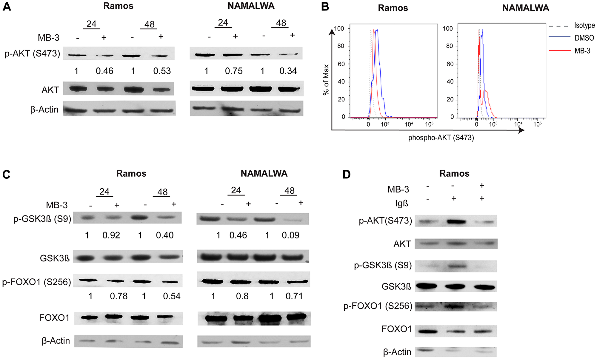 GCN5 inhibition attenuates PI3K signaling in human Burkitt lymphoma cell lines
