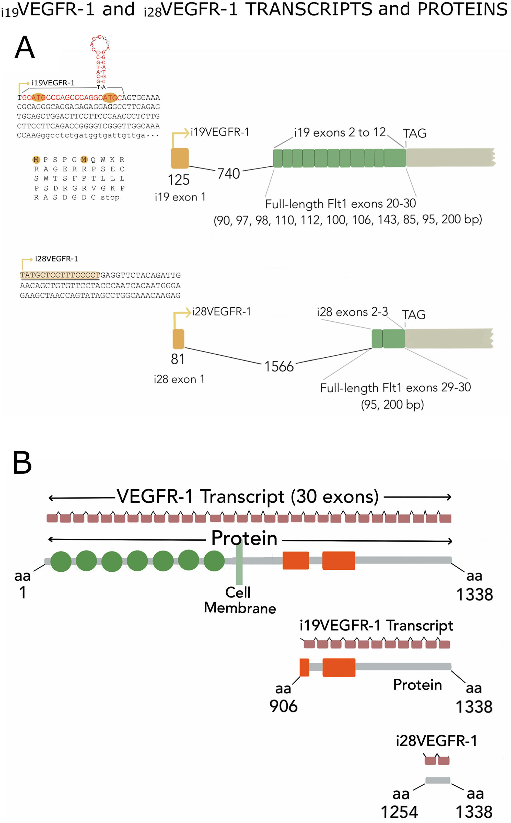 (A) Exon assembly of i19VEGFR-1 and i28VEGFR-1 isoforms indicating start of transcription (arrows), specific first exon (yellow) and intron 1 (broken line with nucleotide’s number), followed by the exons shared with the full-length receptor, and the stop codon (TAG). Top left, whole exon 1 (capital letters) and first 22 nucleotides of exon 2 (lower case) of i19VEGFR-1. Exon 1 starting with the p53 sequence element (in red), is depicted with the putative hairpin structure. The open reading frames (uORF) are indicated, highlighting the ATG codon, as well as the non-in-frame putative peptides in the leader 5′UTR sequence. Below, the complete first exon of i28VEGFR-1 with the polypyrimidine stretch (underlined) at the start of transcription (arrow). (B) Gene and protein assembly. The 30 exons (small brown rectangles) spanning the full- length VEGFR-1 receptor, or the eleven (i19VEGFR-1) and two (i28VEGFR-1) coding exons, are shown on top of each schematic protein. From top to bottom, full-length protein of 1,338 amino acids (aa), i19VEGFR-1 intracellular isoform of 432 aa, and i28VEGFR-1 intracellular isoform of 85 aa. Circles denote extracellular immunoglobulin domains not present in the intracellular variants; orange rectangles show the split kinase domain, or slightly trimmed kinase in i19VEGFR-1.