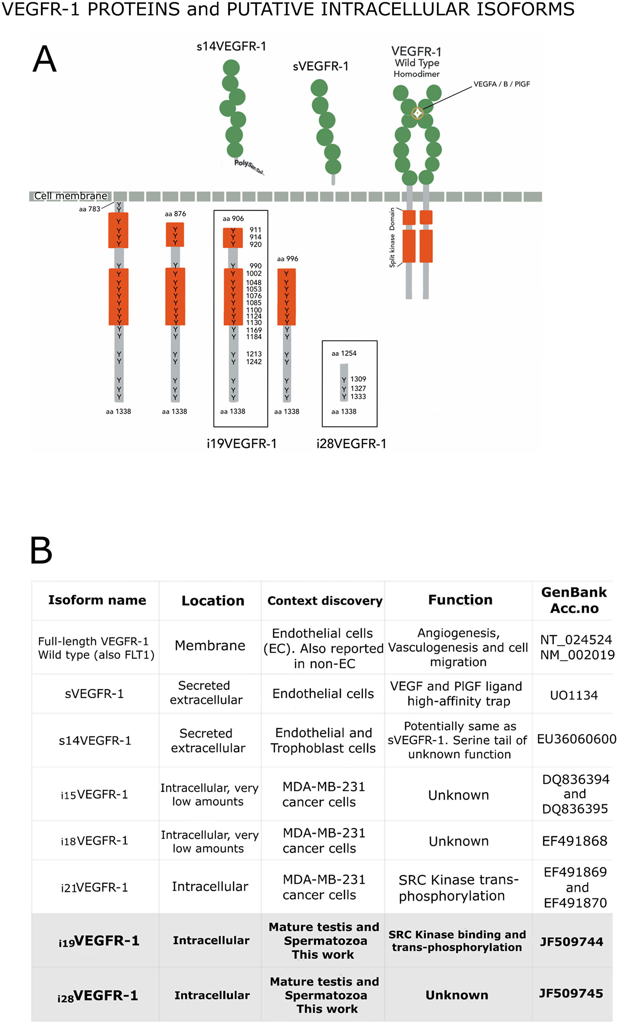 (A) VEGFR-1 receptor proteins shown in their respective compartments, with the numbering of their tyrosine’s residues, which are found at high density within the intracellular domain. Extracellular (named soluble) VEGFR-1 proteins contain the immunoglobulin domains (green circles) and end in specific tails. The full-length transmembrane VEGFR-1 receptor contains the immunoglobulin domains, the transmembrane and the juxta-membrane domains, as well as the intracellular split kinase domain ending in a C-terminal tail. Intracellular isoforms contain the whole kinase domain, part of it, or non-kinase domain (i28VEGFR-1). (B) Box detailing distinctive characteristics for the different VEGFR-1 isoforms.