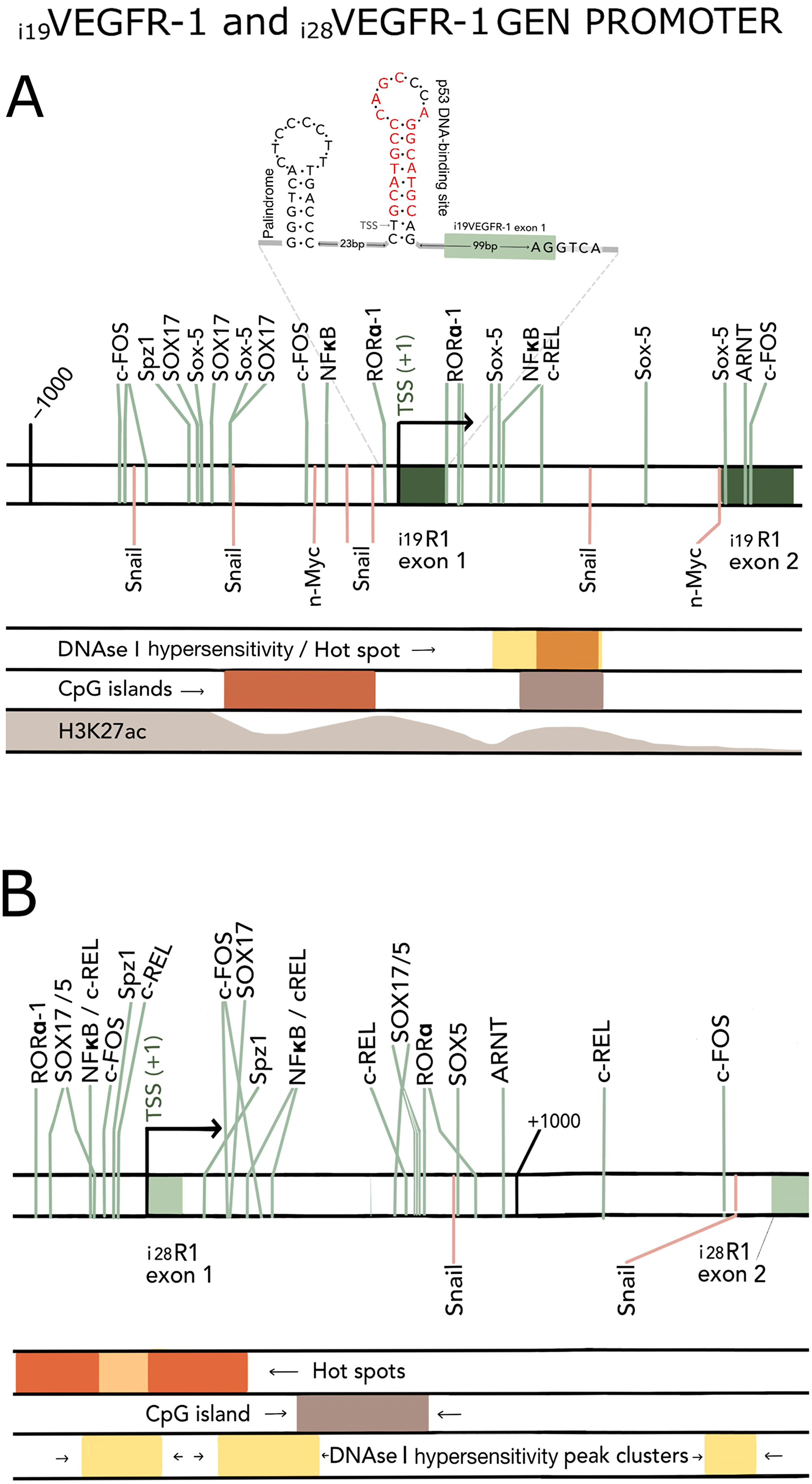 (A) In silico reported elements around the TSS (arrow) of i19VEGFR-1 gene. Two palindromic sequences, spaced by 23 nucleotides, first one with the stalk of the RGGTCA sequence (see results) and the second one with a p53 responsive element (RE) [22] (in red), are depicted at the top of the Figure. The p53 palindrome is just placed at the transcription start site (TSS) of i19VEGFR-1. Vertical lines depict DNA response elements, located in the proximal promoter and first intron. DNase I hypersensitivity hot spots (rectangles in first intron), CpG islands (rectangles in proximal promoter and first intron) and H3K27ac marks (waves decreasing in height towards the first i19VEGFR-1 intron) are highlighted in color. (B) In silico reported elements around the TSS (arrow) of i28VEGFR-1 gene. Vertical lines depict DNA response elements located in the proximal promoter and first intron. Location of hot spots (consecutive rectangles around the TSS), CpG island (rectangle in the first intron), and DNase I hypersensitivity peak clusters (rectangles around the TSS and at the end of the i28VEGFR-1 first intron) are highlighted in color.