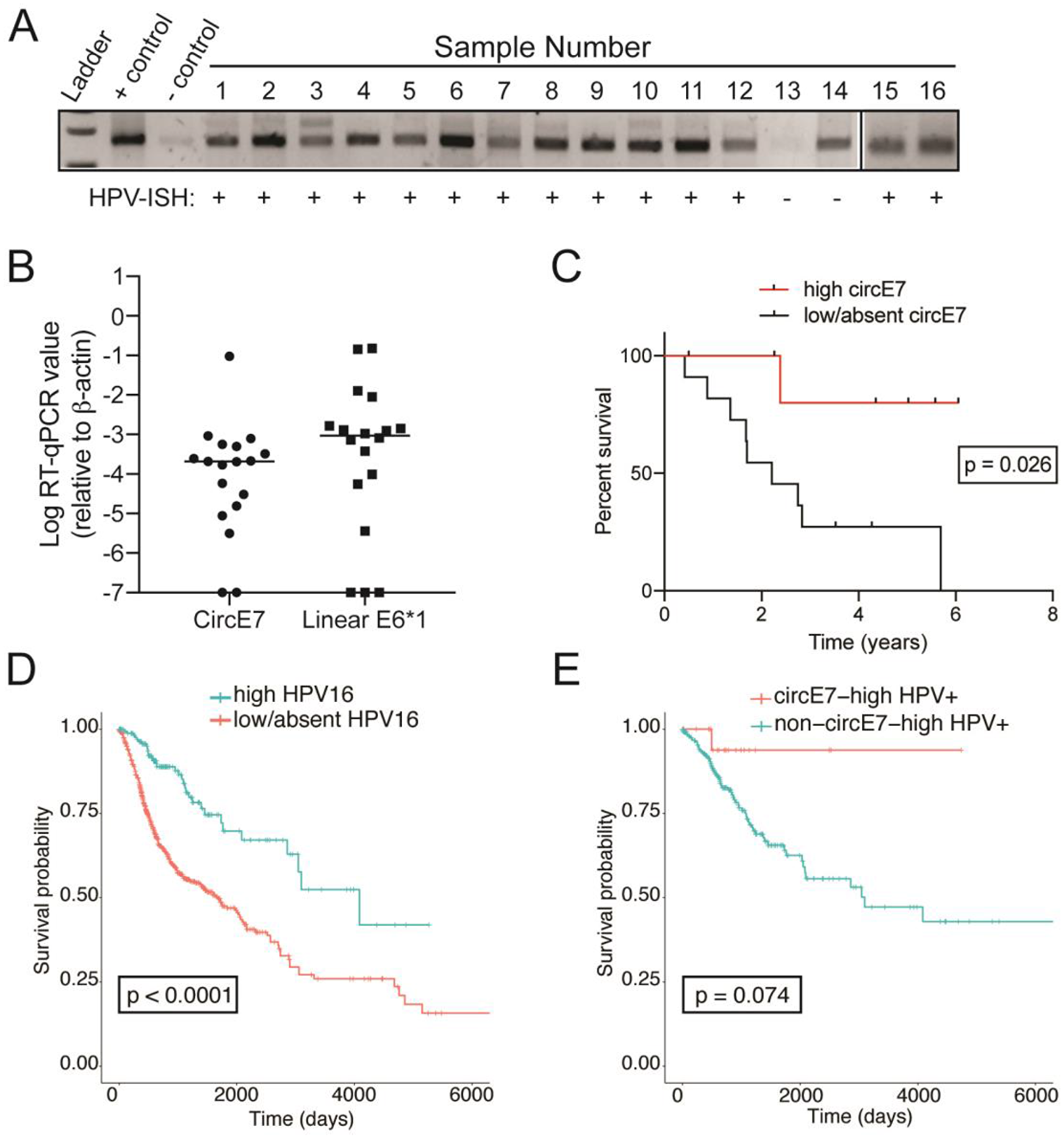 Human papillomavirus circular-E7 RNA analysis in patients with ASCC