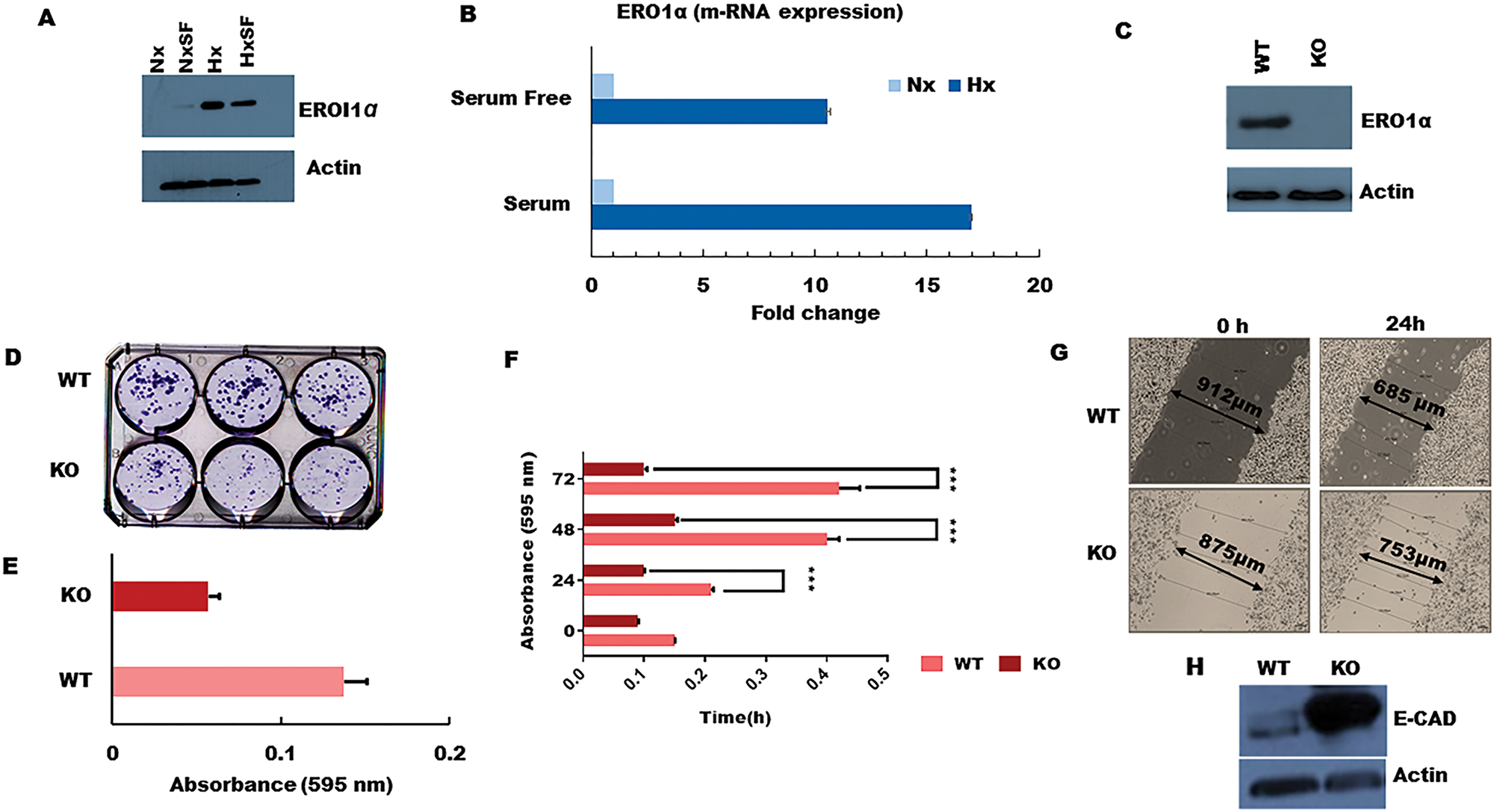 ERO1α deletion reduces PDA tumor cell growth, colony formation, and migratory potential in vitro