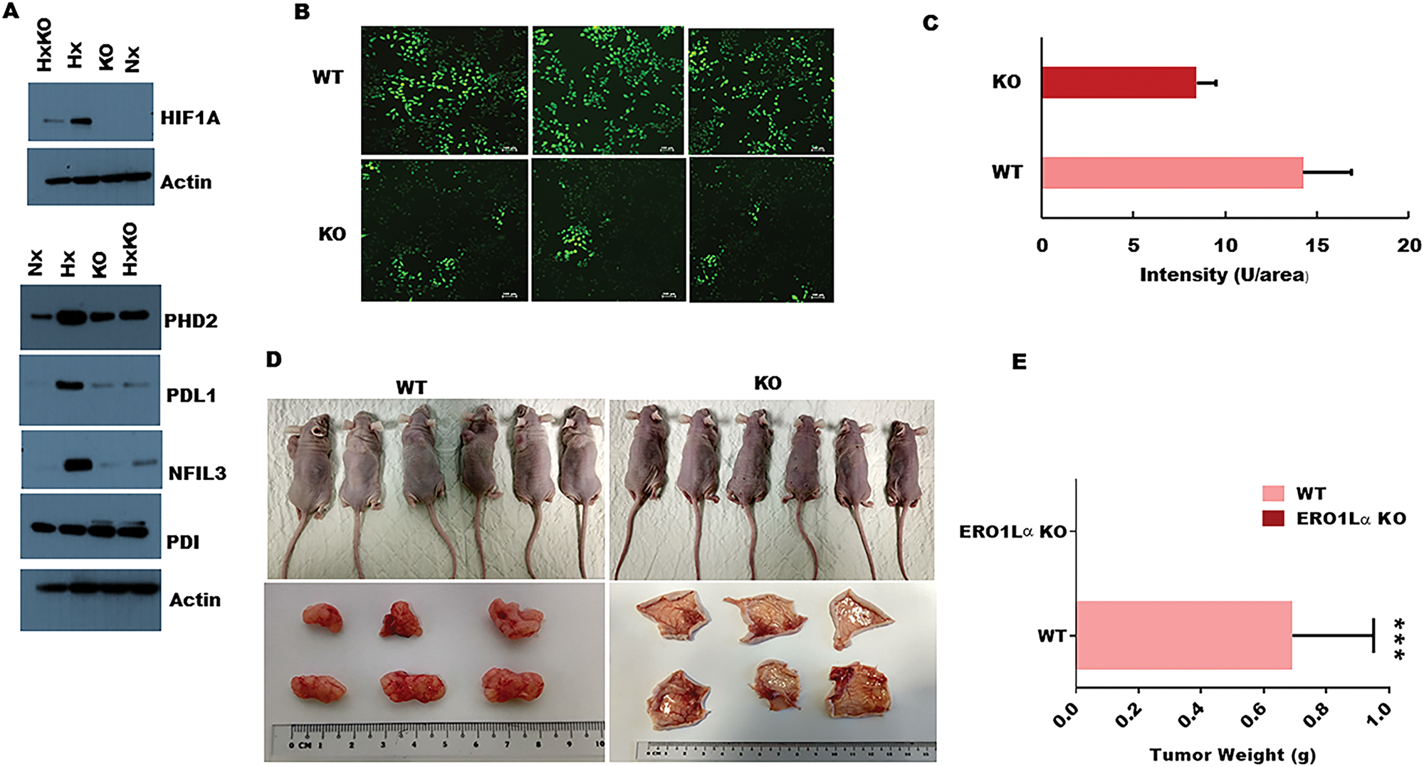 Impact of ERO1α deletion on oncogenic protein expression, ROS production, and xenograft tumor progression in vivo