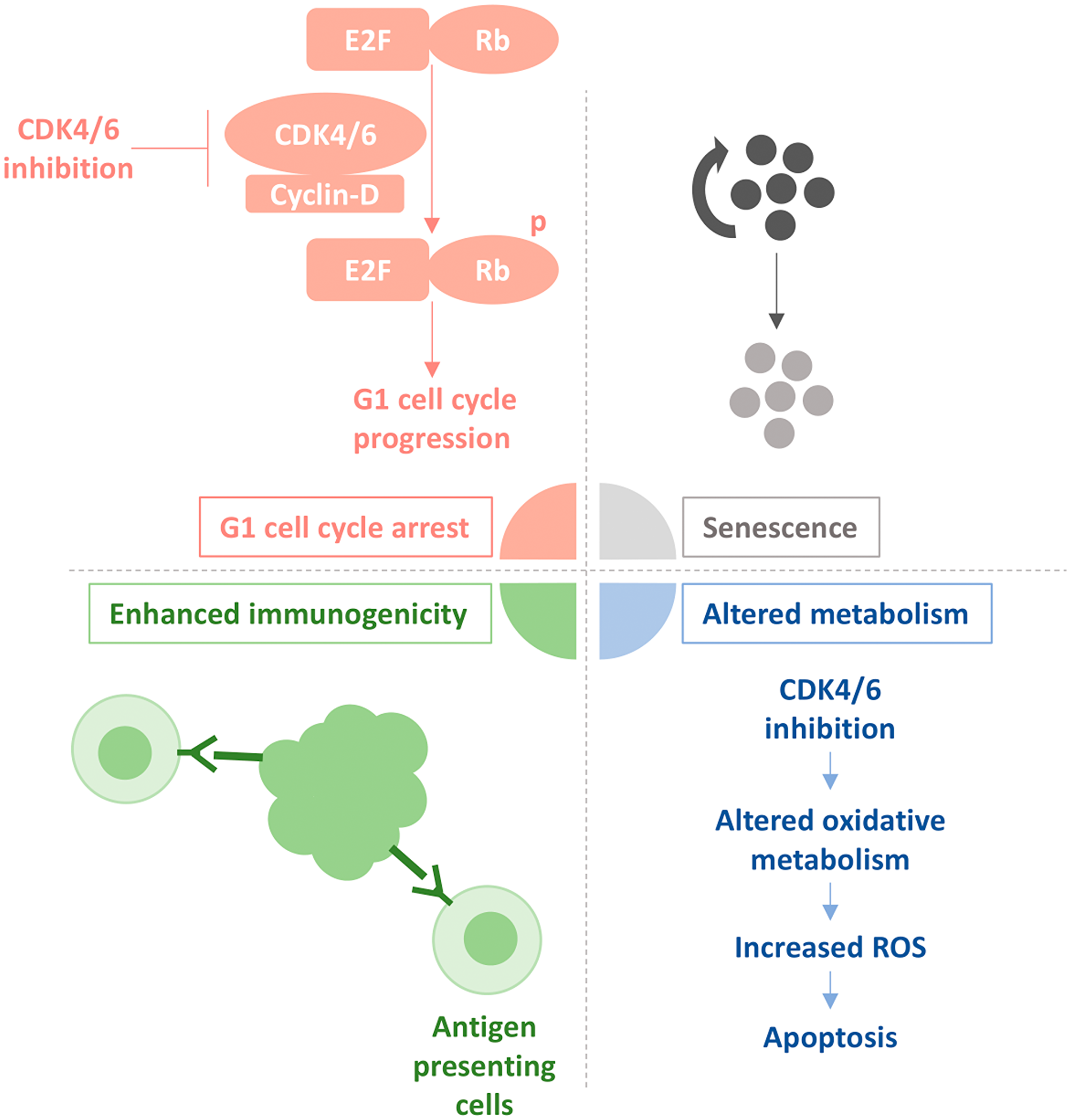 Effect of CDK4/6 inhibition on Rb-proficient cancer cells