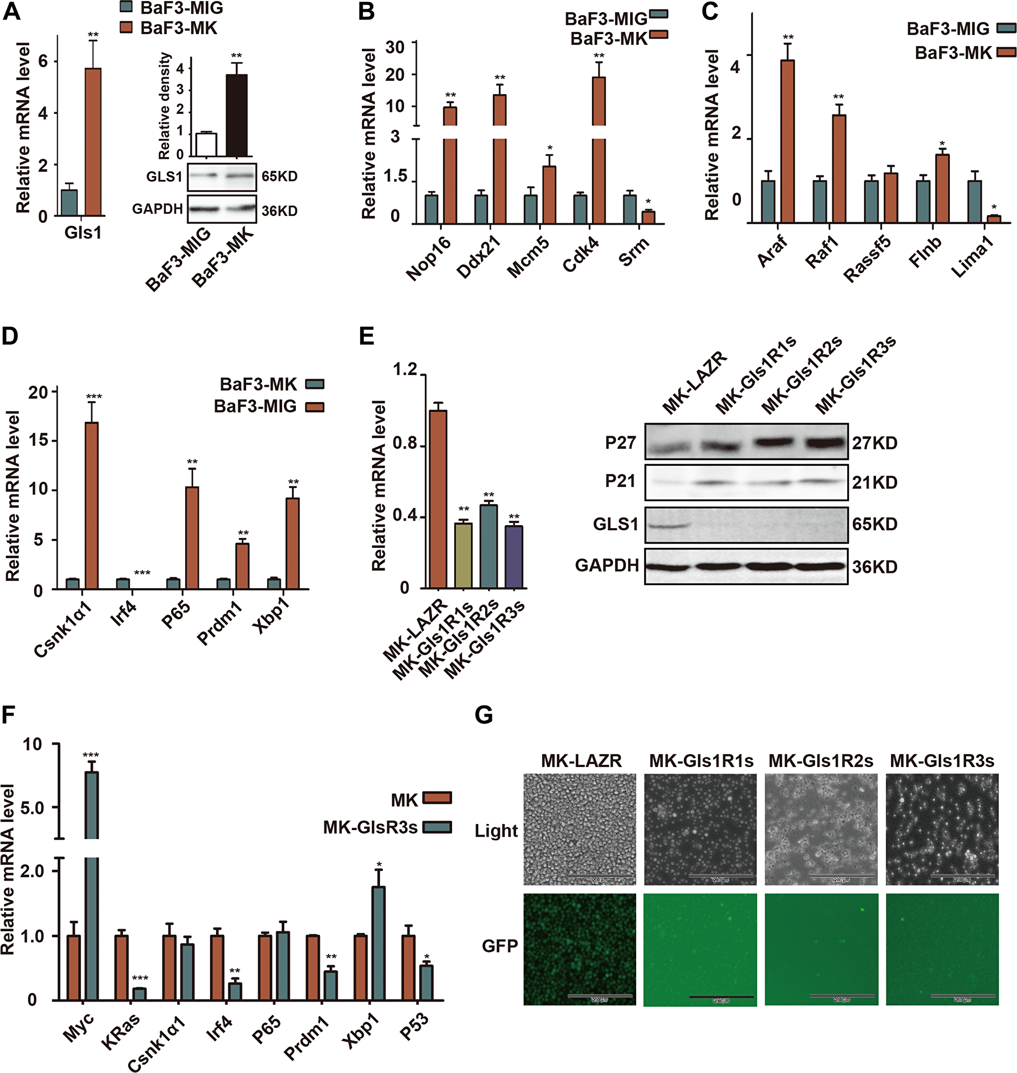 GLS1 was required for cMYC/kRAS12V transforming BaF3 cells independent of IL3