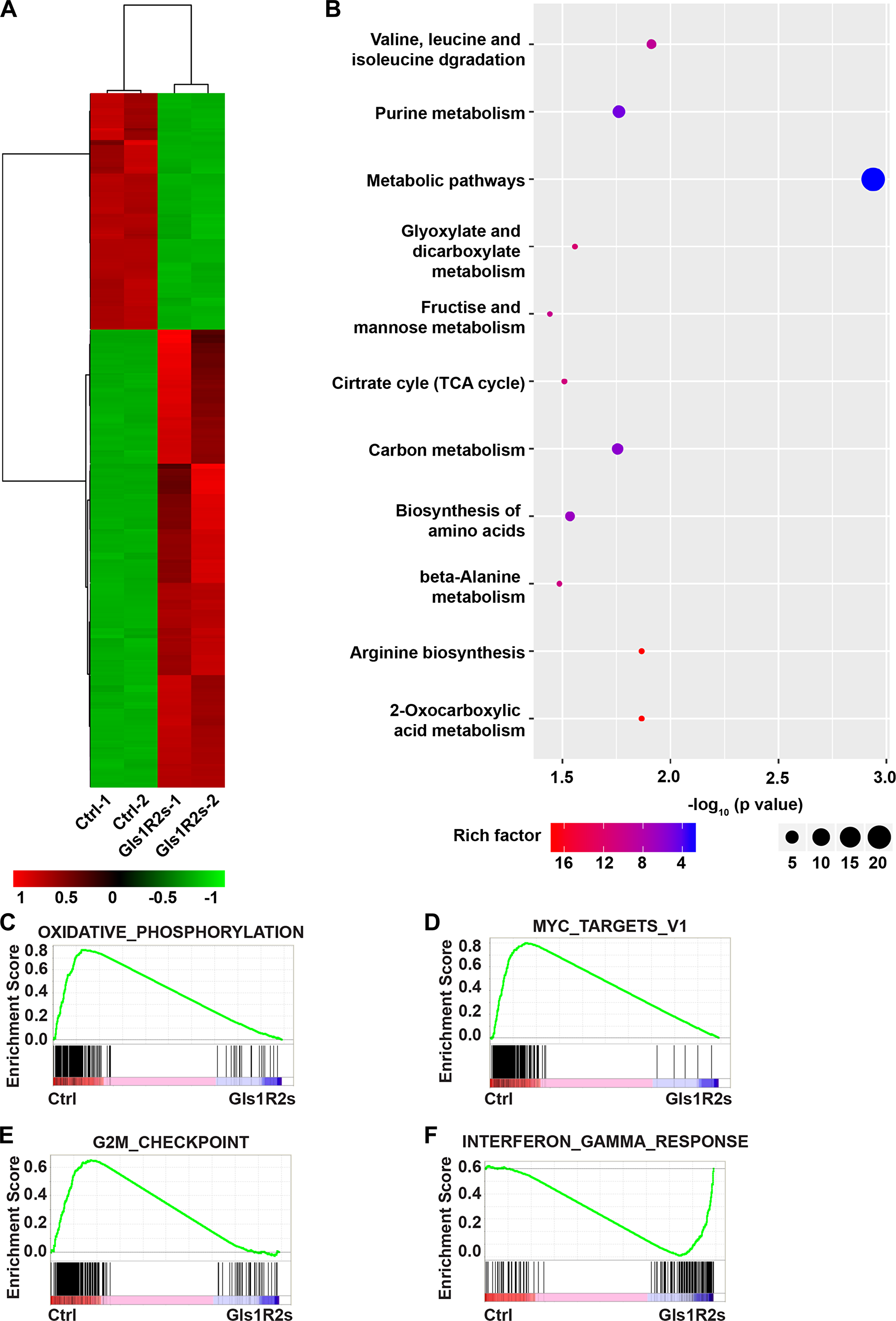 Gene expression signatures of MK-Gls1R2s-transduced PCT cells