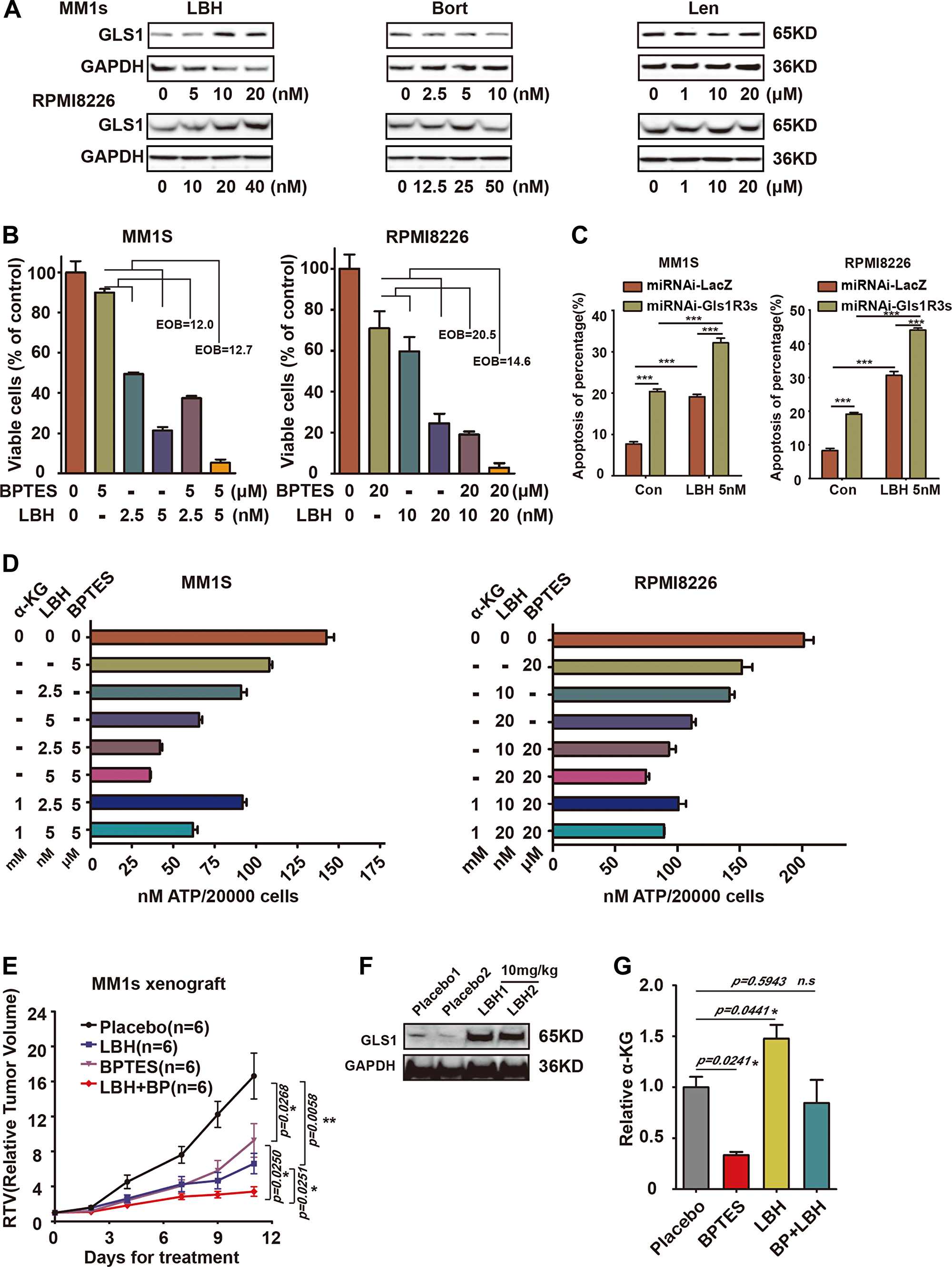 Combination of targeting GLS1 and current MM therapy drugs results in synergistic cytotoxic effects in MM cells