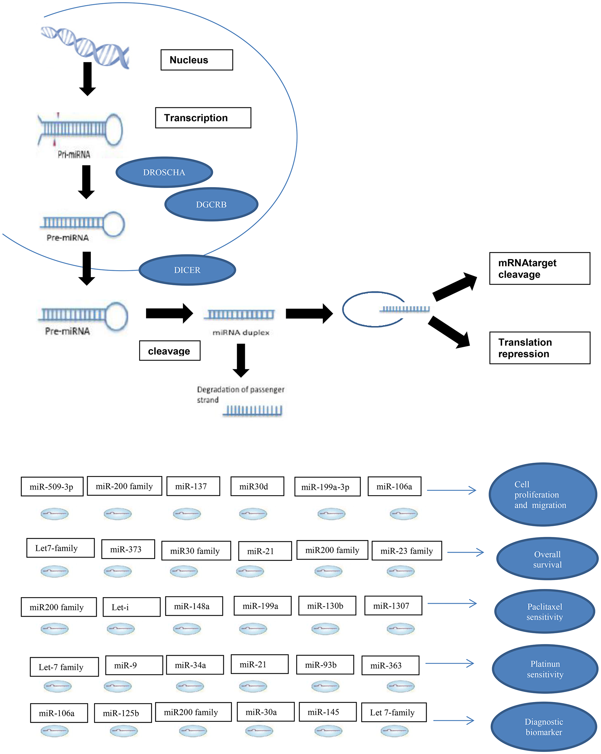 miRNA in ovarian cancer