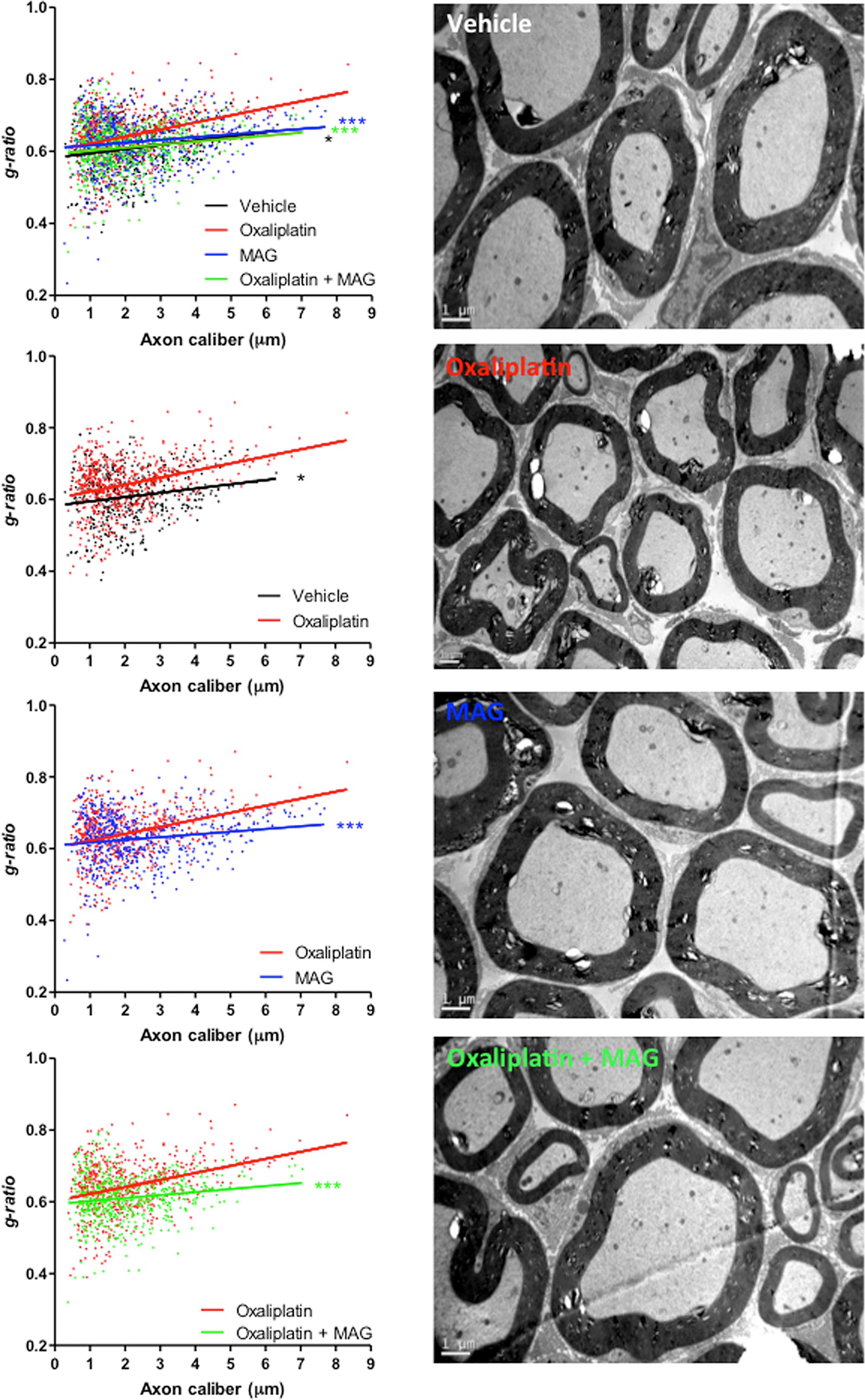 The EM micrographs of cross-sections of sciatic nerves from vehicle, oxaliplatin, MAG and oxaliplatin + MAG mice at 4 weeks