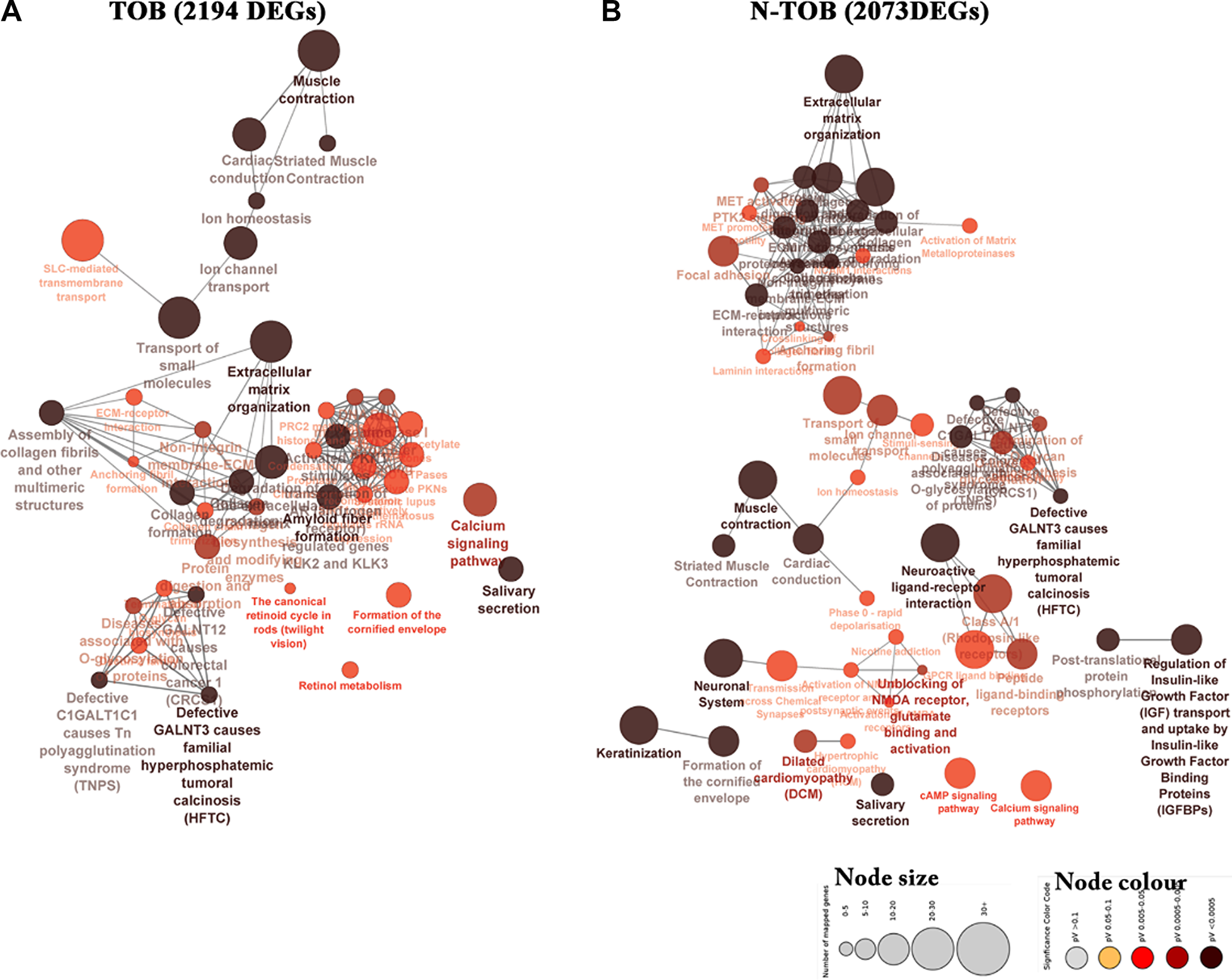 Network representing enriched pathways integrated KEGG and Reactome pathways of both TOB and N-TOB tumors