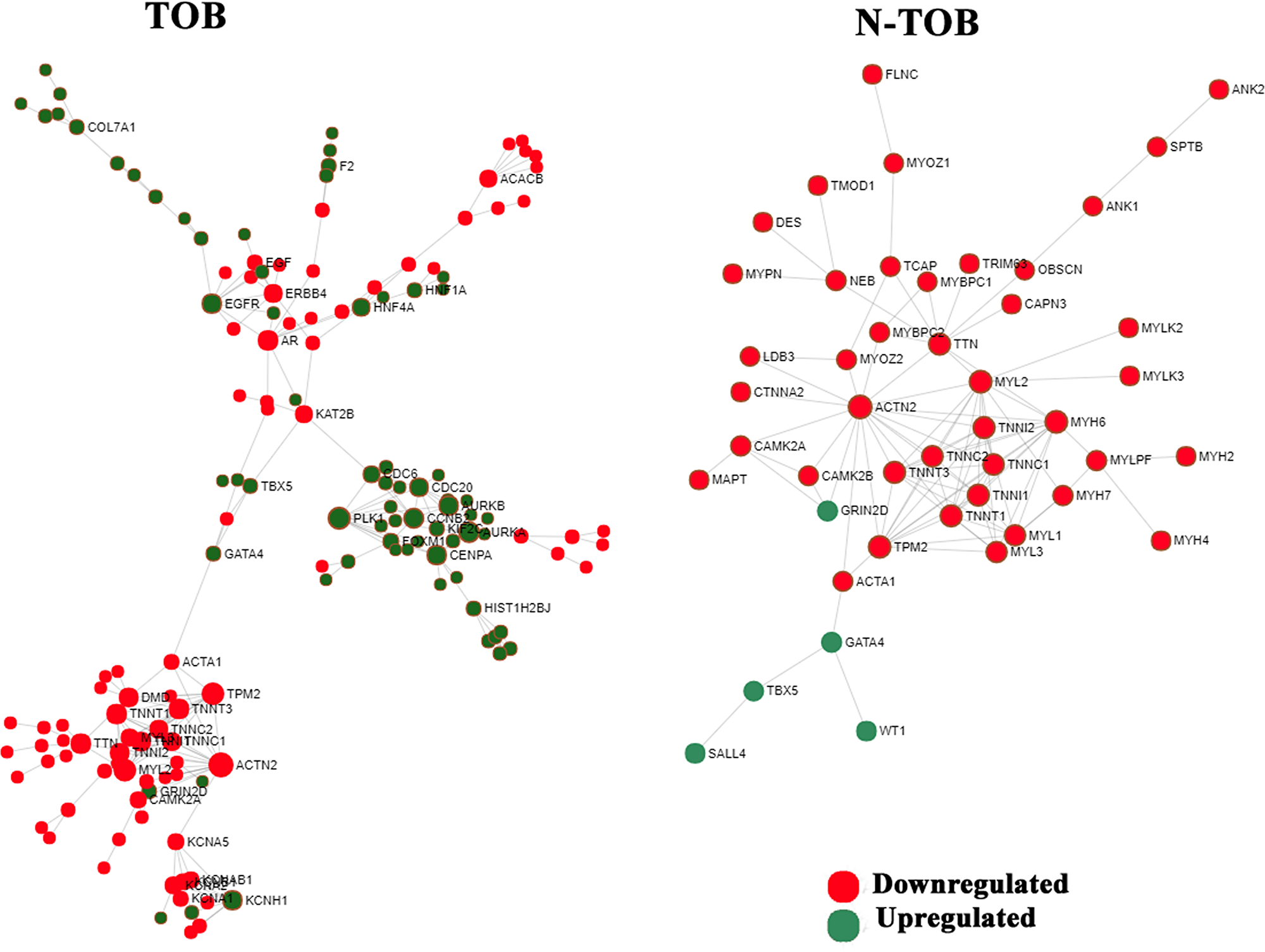 Network based meta-analysis of hub genes