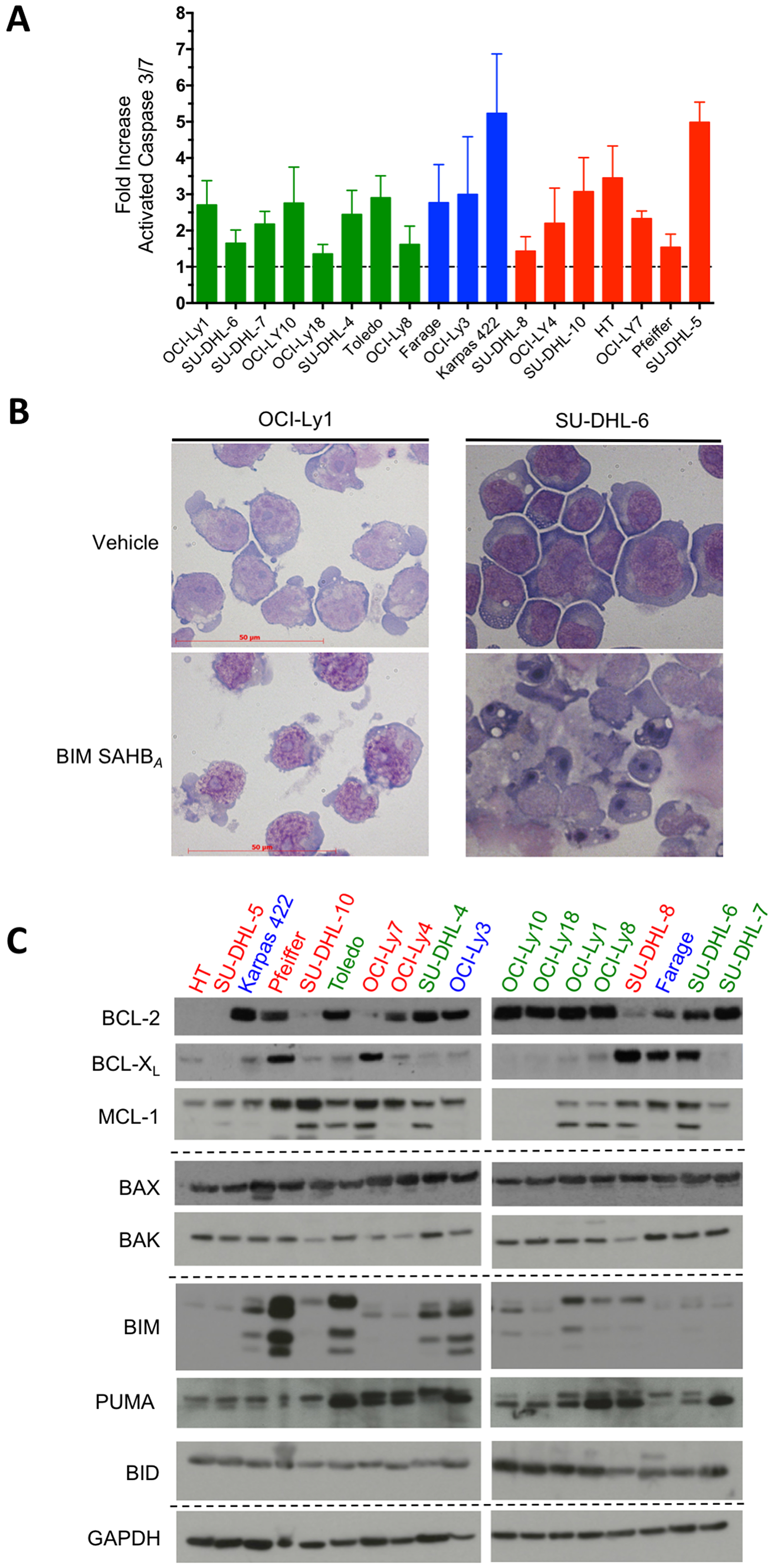 BIM SAHBA treatment results in caspase 3/7 activation and cellular hallmarks of apoptosis irrespective of BCL-2 family protein expression in DLBCL