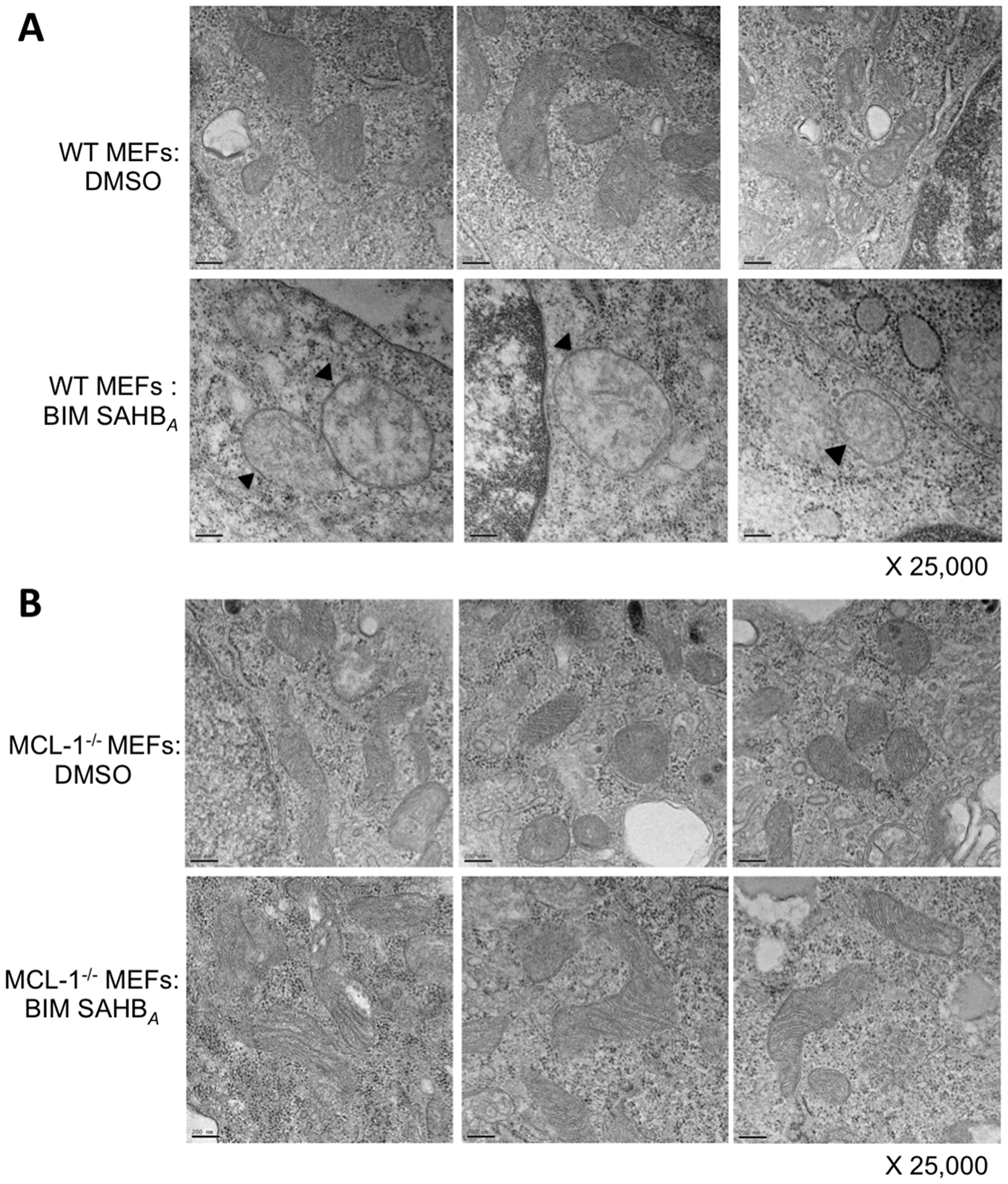 BIM SAHBA induces characteristic hallmarks of apoptosis at the level of the mitochondria in the presence of MCL-1