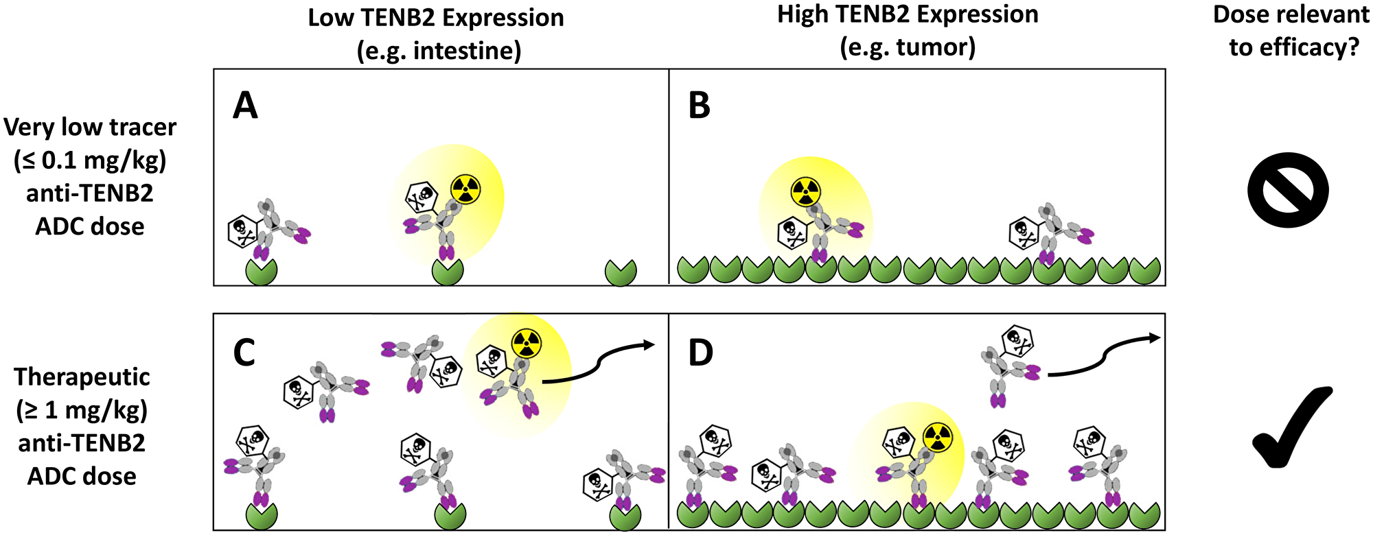 Conceptual depiction of TENB2 receptor occupancy by anti-TENB2 ADC molecules, in the absence of antibody predosing, in low TENB2 expressing tissues (e.g. murine intestine) (A, C) and high TENB2 expressing tissues (e.g. tumor) (B, D). A very low ‘tracer’ dose (≤ 0.1 mg/kg) was employed in our previous studies to focus more on the intestinal antigen sink (A–B). In contrast, the present manuscript utilizes higher doses (≥ 1 mg/kg) that are relevant to efficacy (C–D). Three quantities must be considered when interpreting these tissue uptake values: 1) target concentration, which is low in intestine (A, C) and high in tumor (B, D), 2) absolute drug dose, which was low in the first study (A, B) and high in the current study (C, D), and 3) specific radioactivity of the administered drug solution, which, since total radioactivity is fixed across all studies to ensure appropriate gamma counting detection efficiency, was high in the first study (A, B) and low in the current study (C, D). As depicted qualitatively in panels A–D, these combinations of tissue-specific target concentrations, absolute drug doses and specific radioactivities across our studies resulted in unlabeled drug outcompeting radiolabeled drug for TENB2 binding in intestine but not in tumor when increasing total drug dose from tracer to therapeutic levels. Curved arrows indicate that unbound ADC molecules may exit the interstitial space and return to systemic circulation via lymphatic drainage.