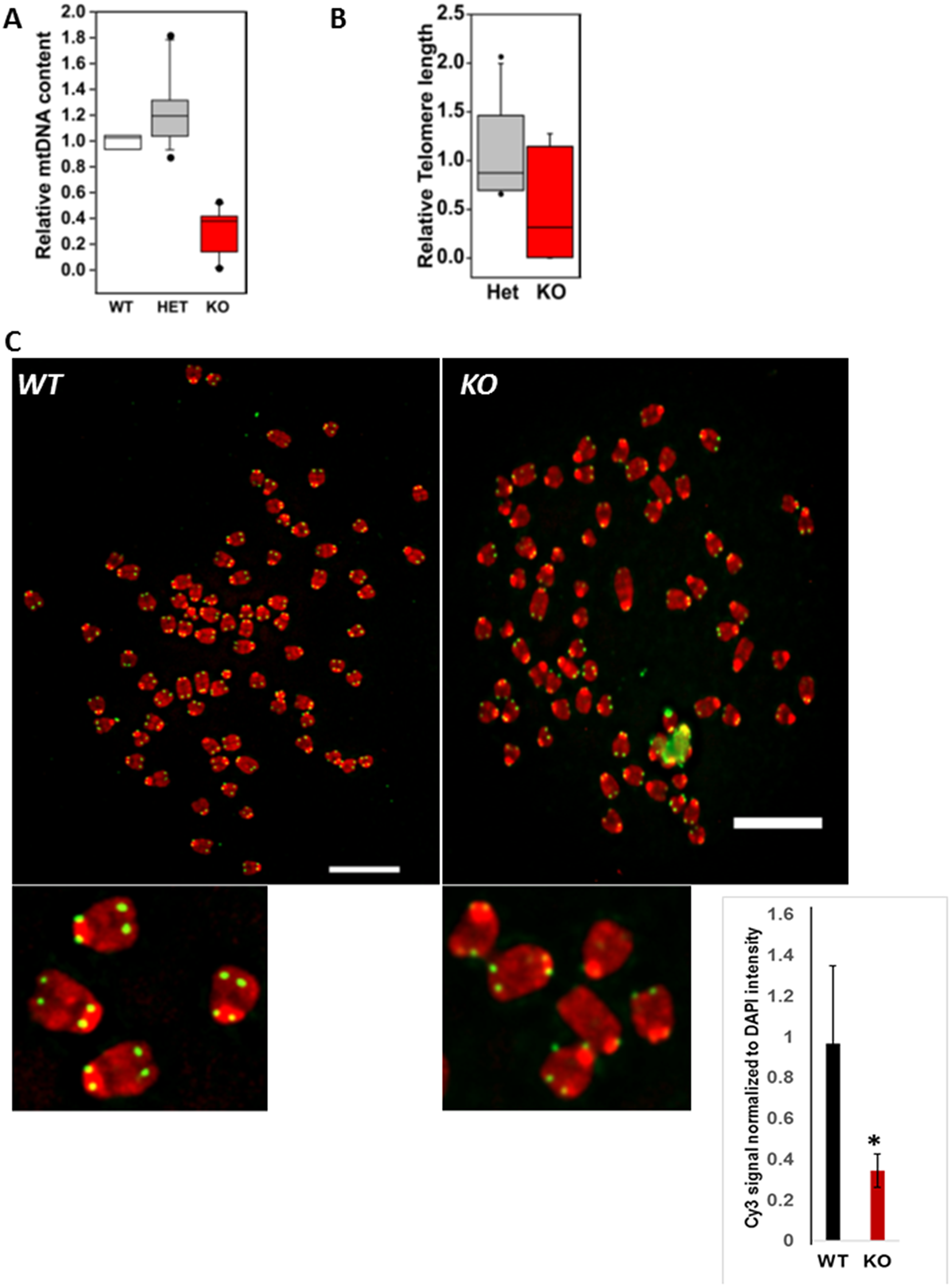 Primary esophageal epithelial cells derived from MPV17-/- mice have mtDNA and telomere defects