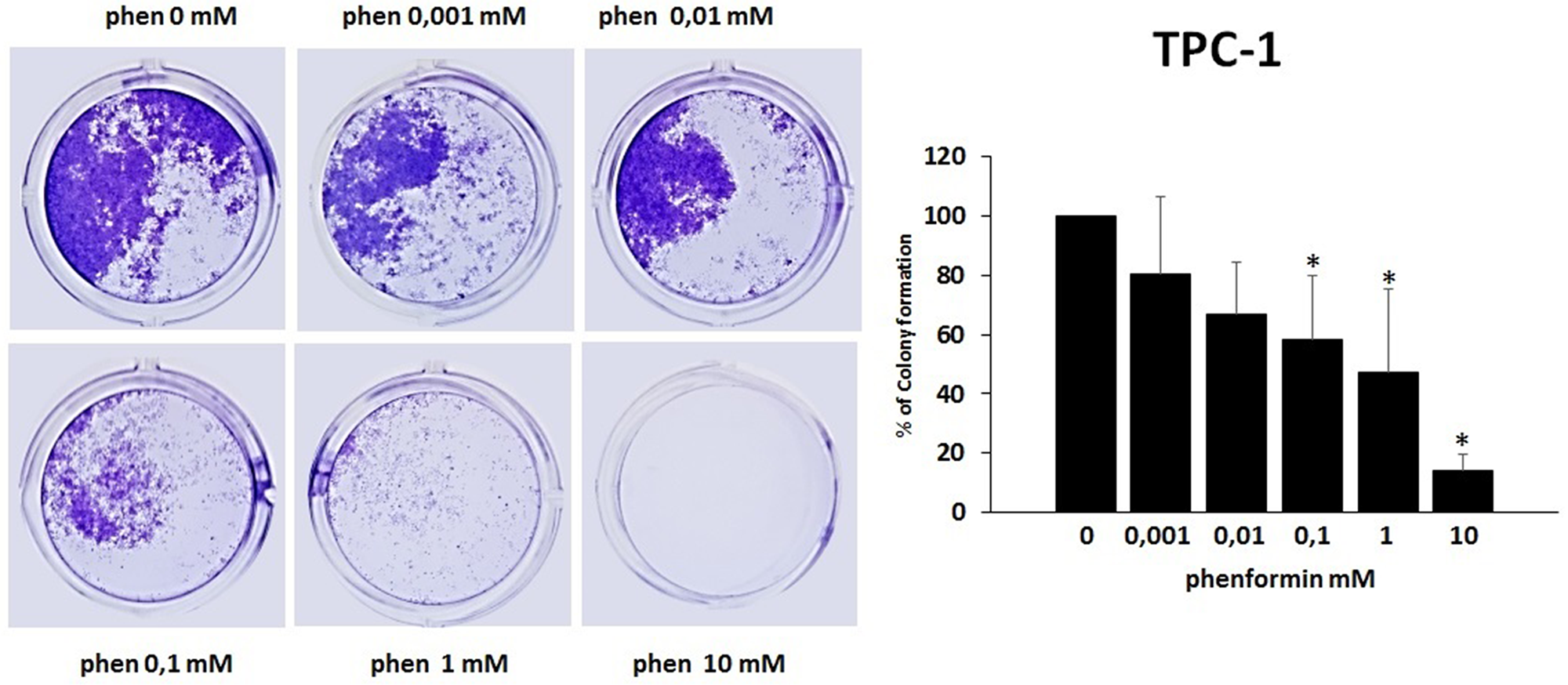 Effects of phenformin on TPC-1 cells ability to form colonies Colony formation assay was used to determine the long-term effects of phenformin on cell proliferation