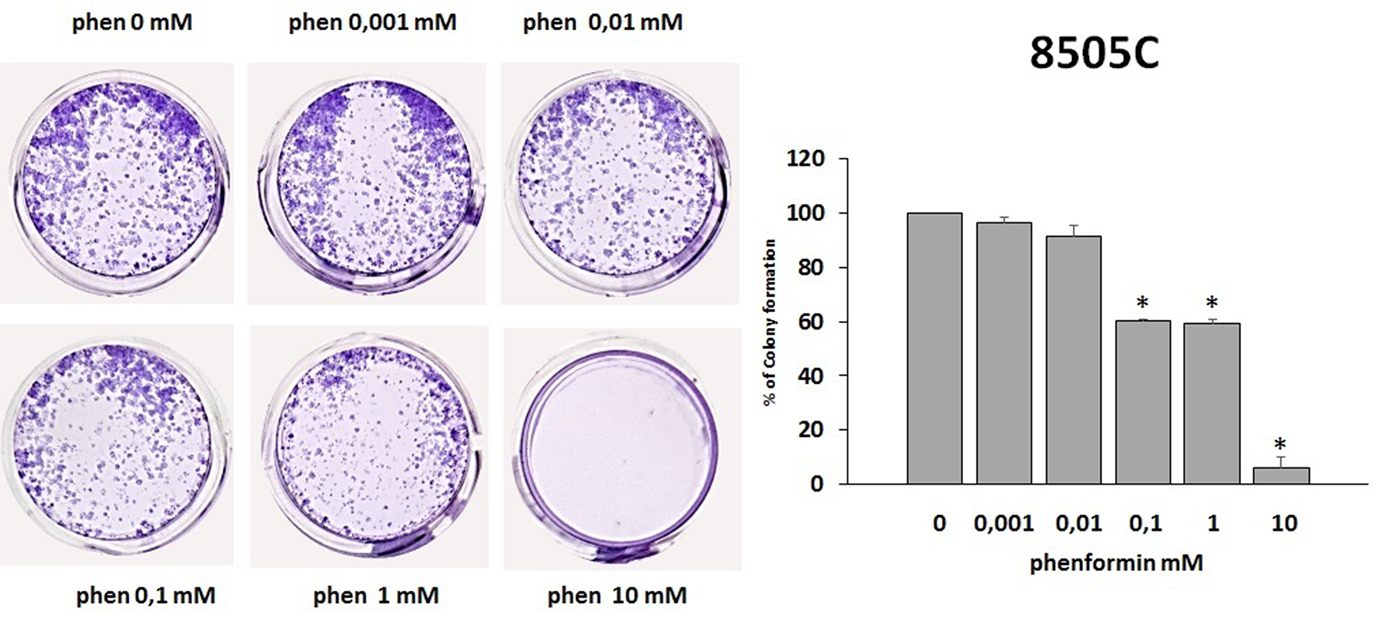 Effects of phenformin on 8505C cells ability to form colonies