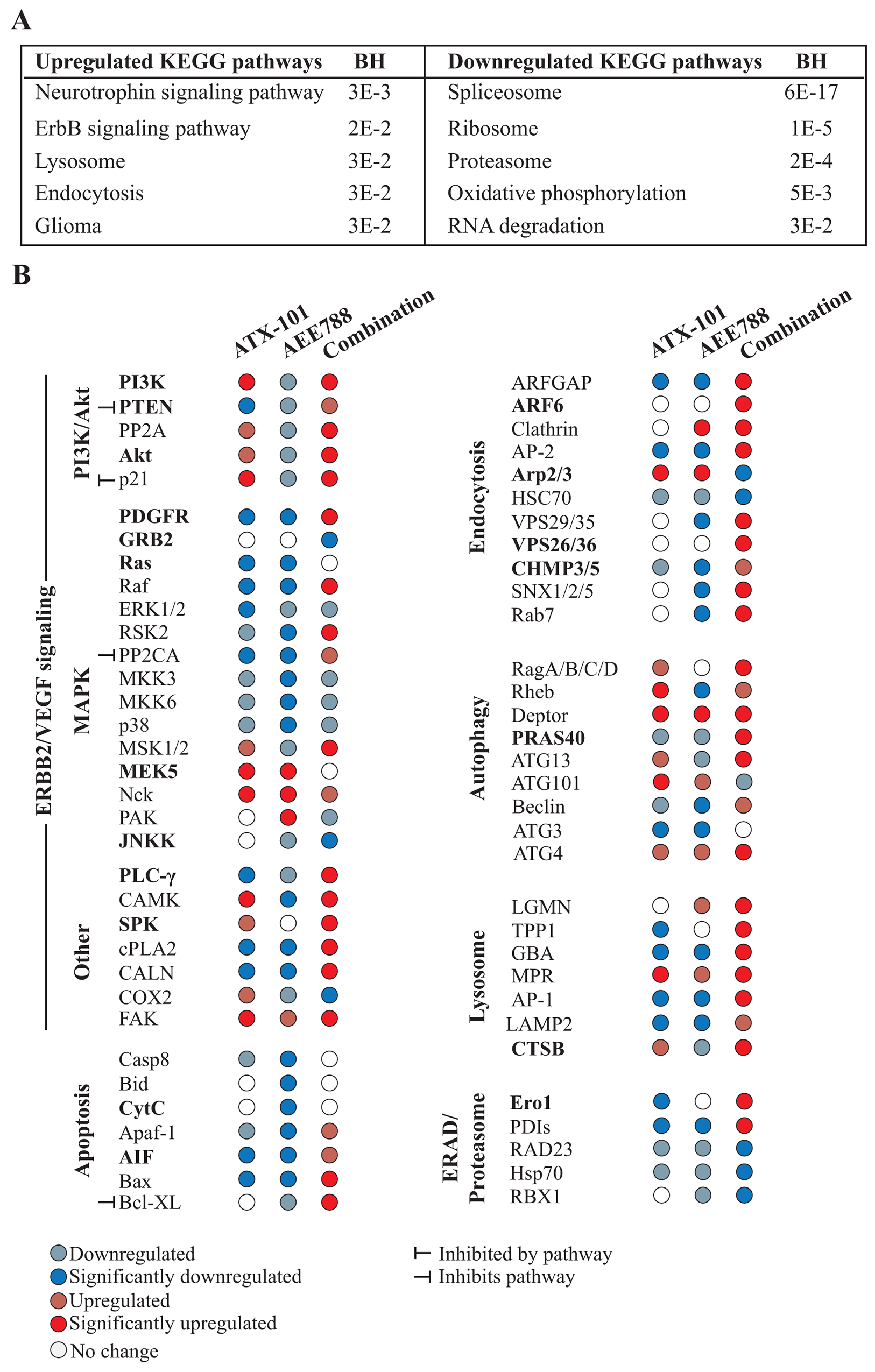 Multiple signaling proteins are differentially affected by the combination treatment than single AEE788 or ATX-101 treatments