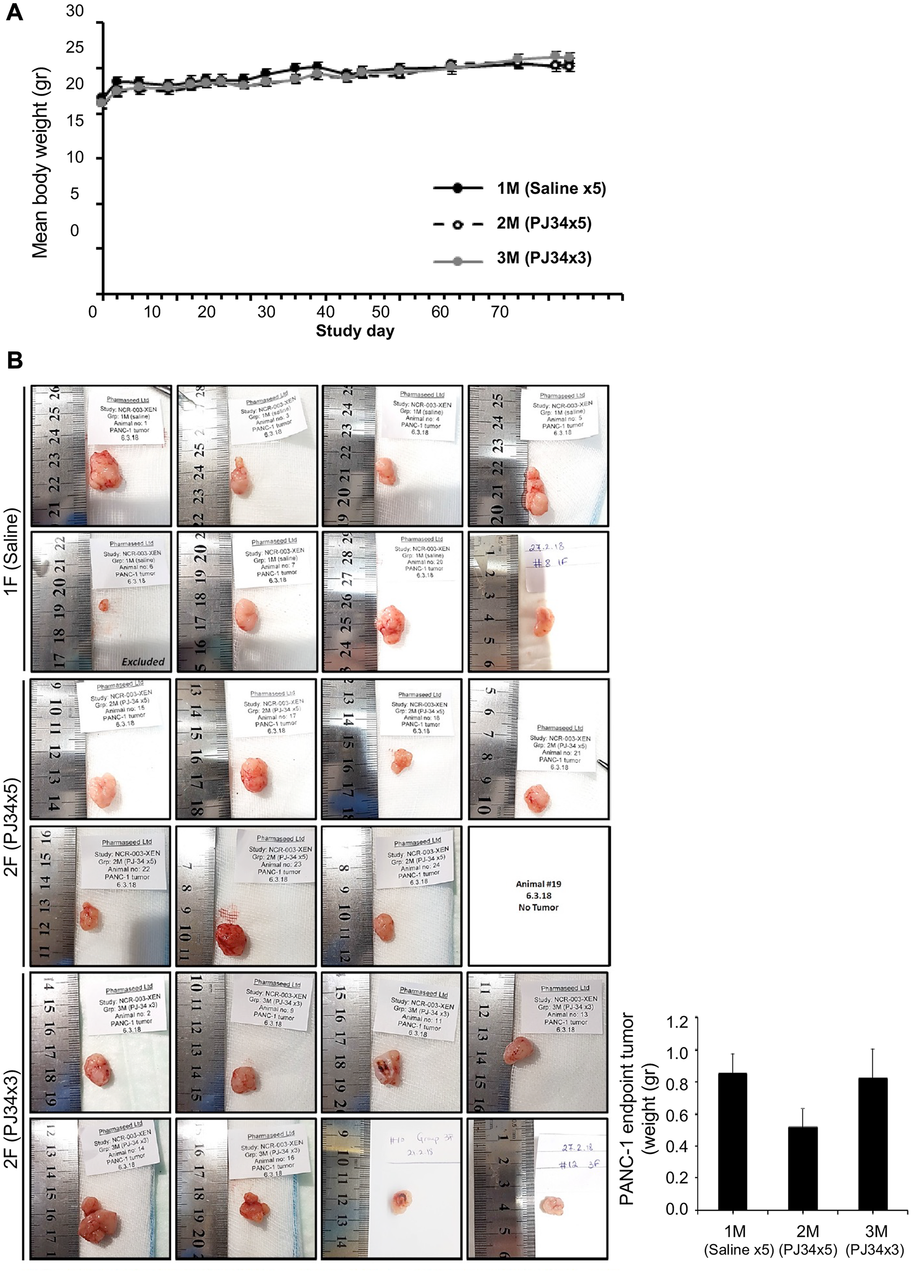 PJ34 treatment during the development of PANC1 xenografts