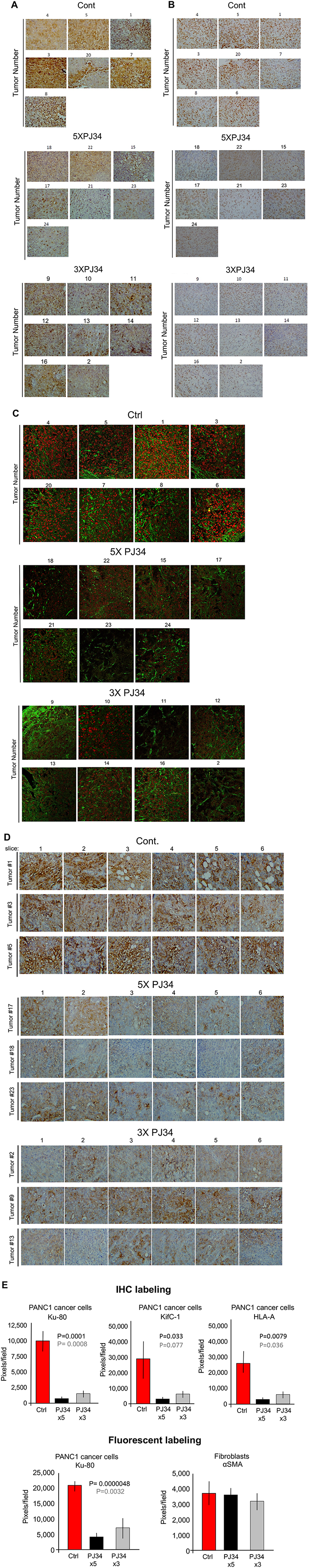 A massive reduction of human proteins in PANC1 xenografts in response to treatment with PJ34