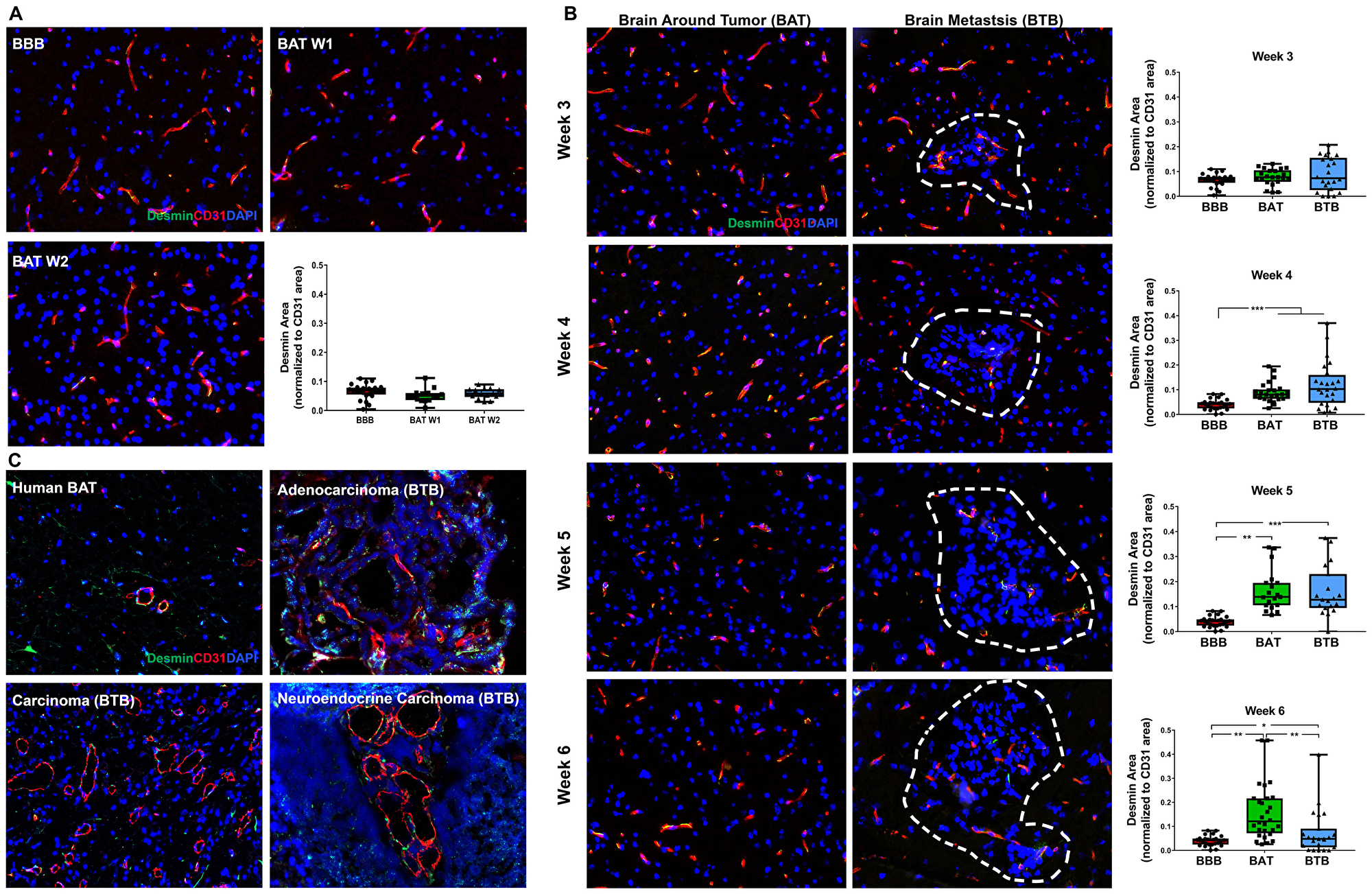 Expression of desmin-positive pericytes correlated with the development of NSCLC brain metastases