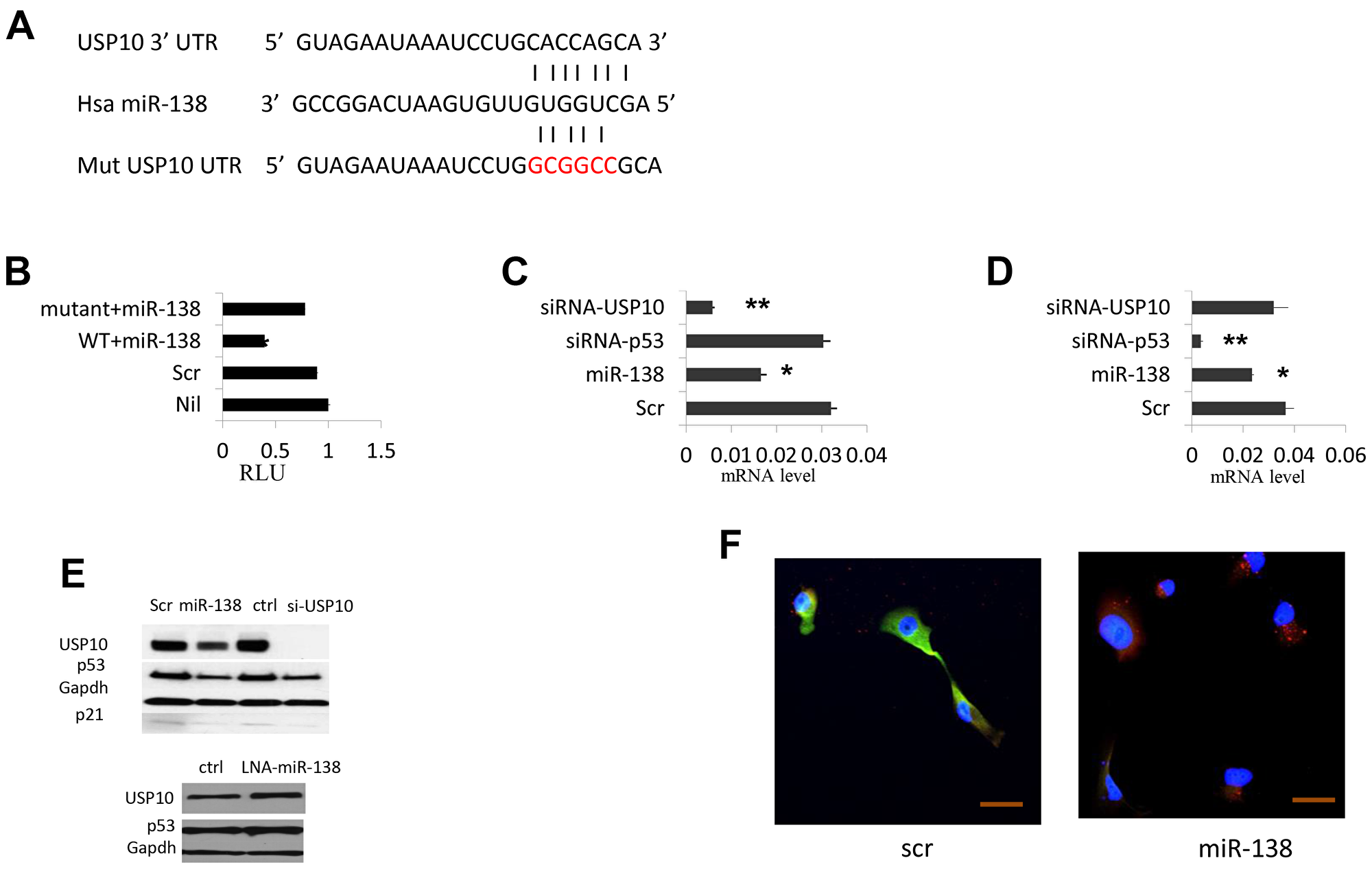 miR-138 regulate TP53 expression by targeting USP10
