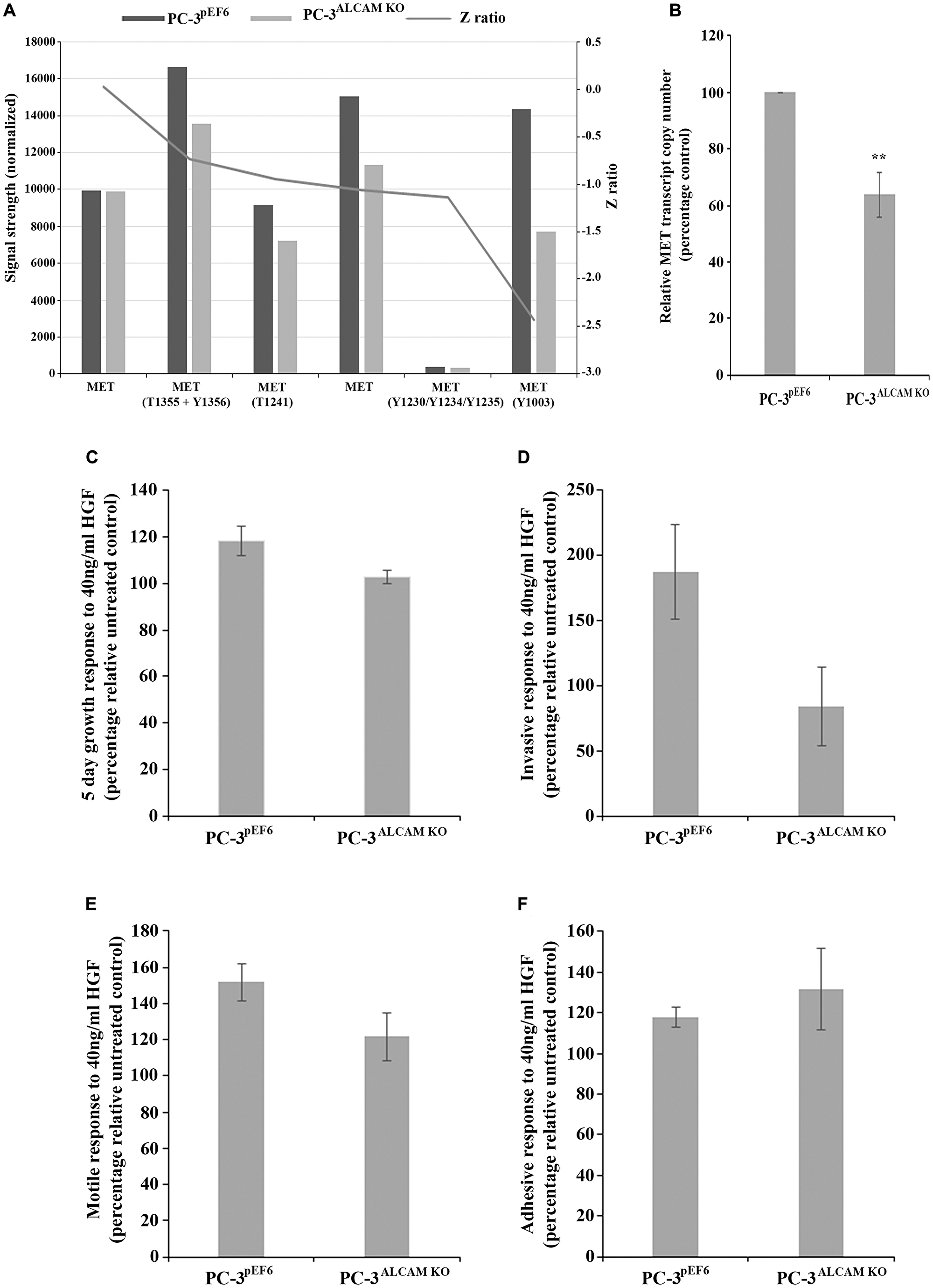 Mechanistic implications of ALCAM suppression and impact on responsiveness to hepatocyte growth factor (HGF)