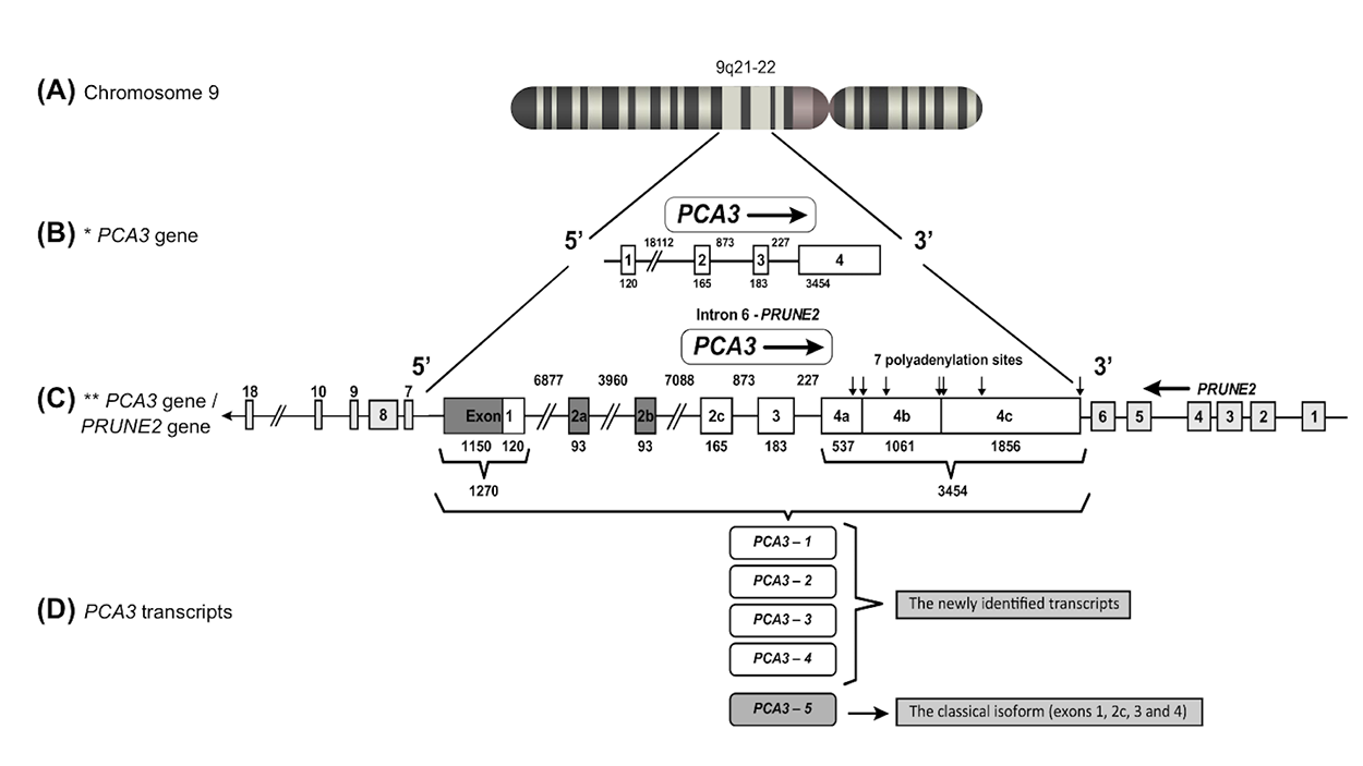PCA3 gene localization, structure and transcripts
