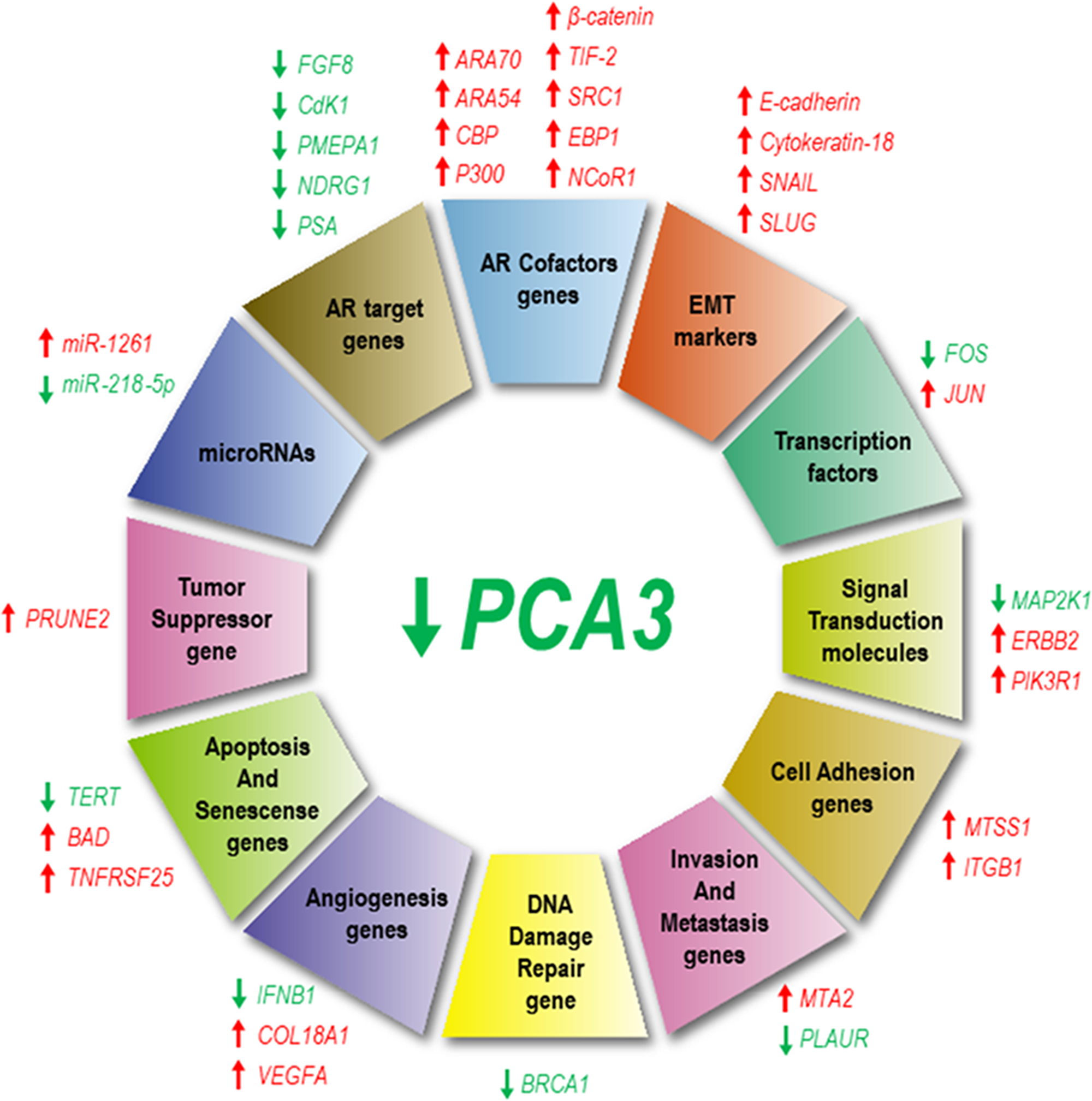PCA3 silencing modulates the expression of several genes and microRNAs