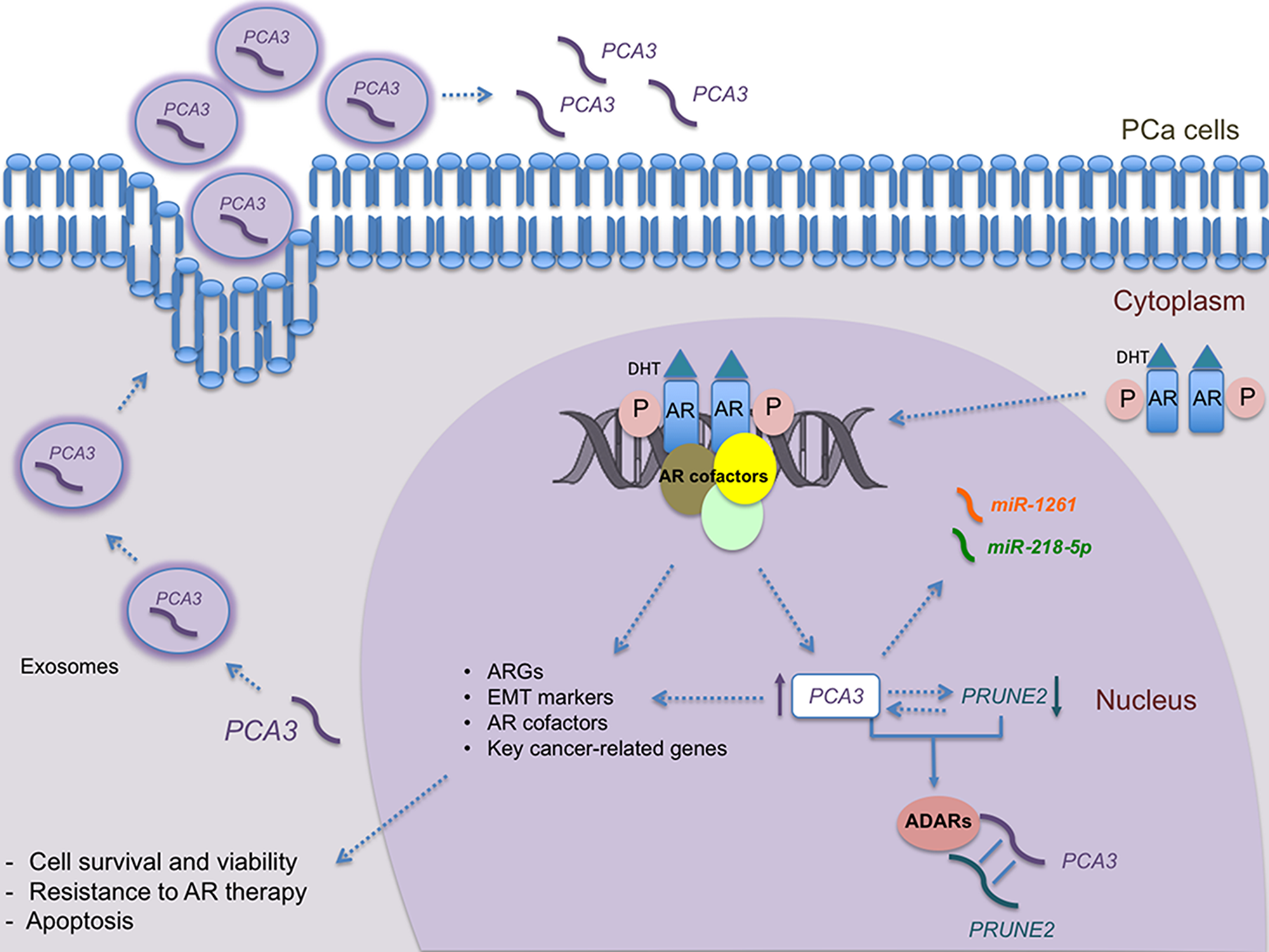 Overview of PCA3 roles in androgen responsive PCa cells