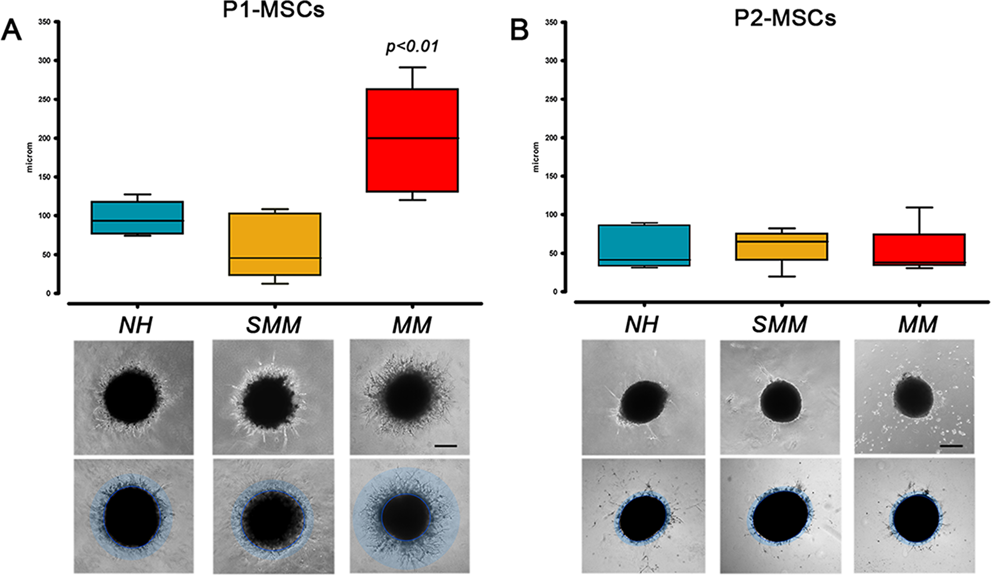 Angiogenic potential after mesengenic induction