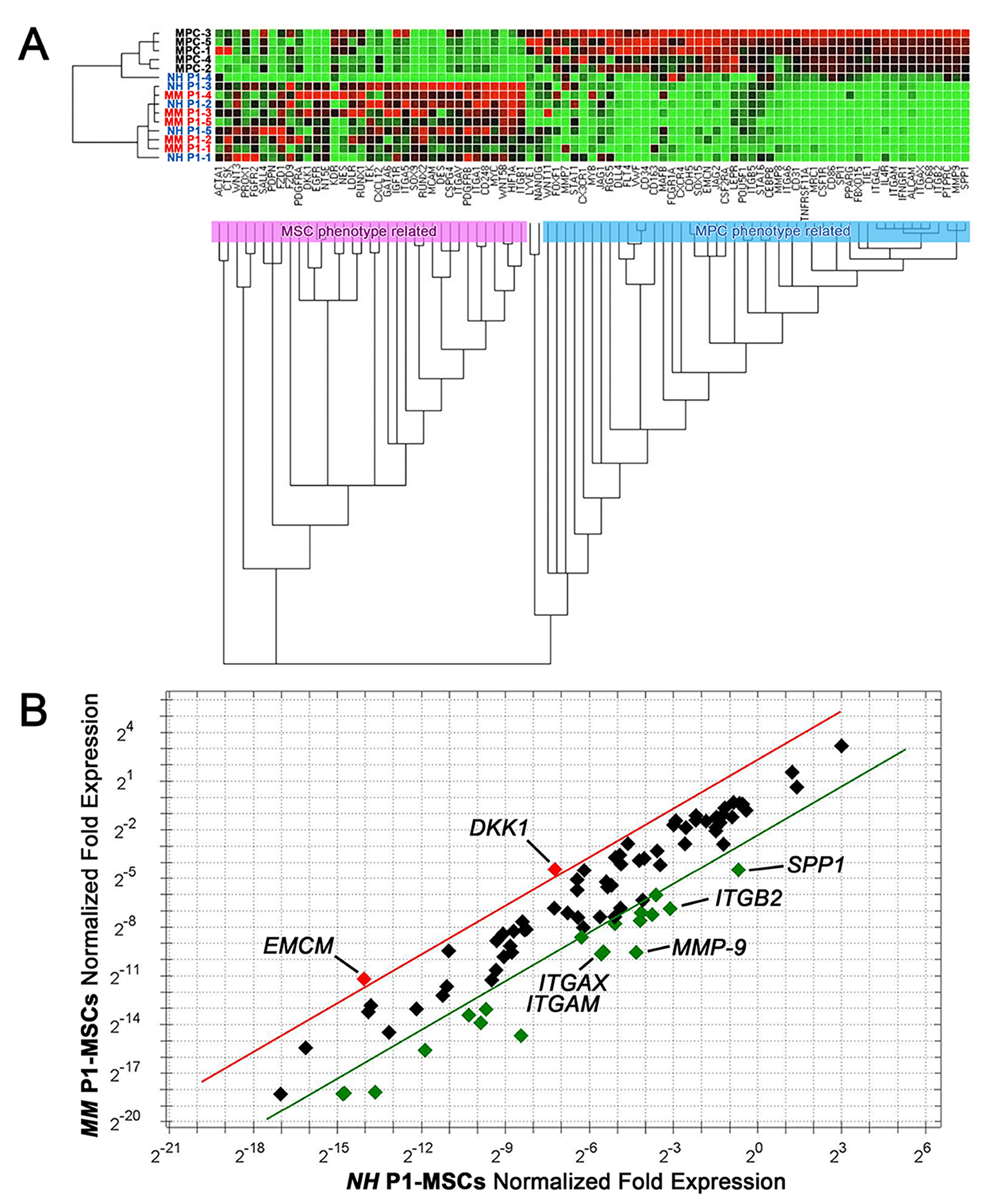 Gene expression profile of P1-MSCs from NH and MM patients