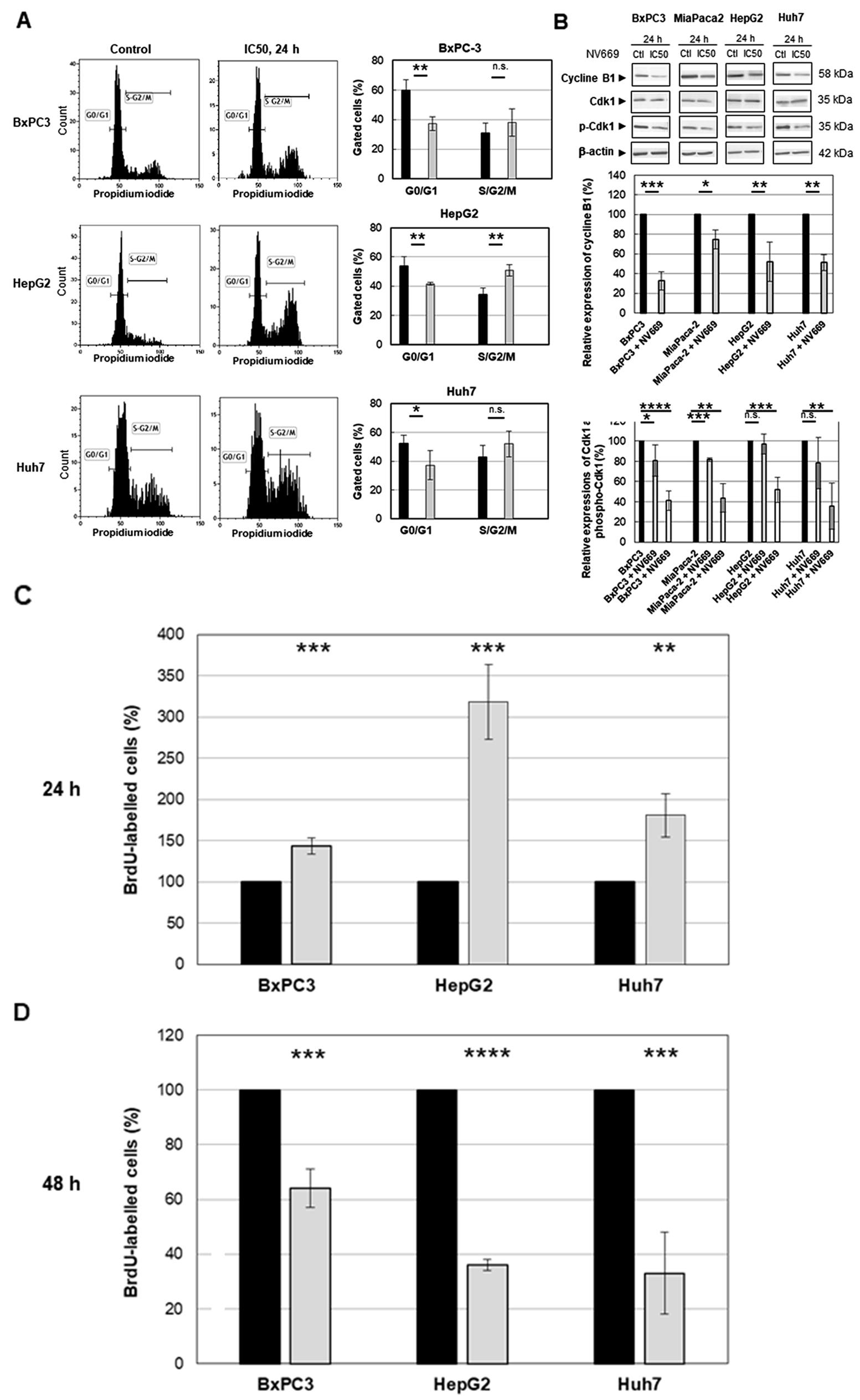NV669 induced cell cycle arrest