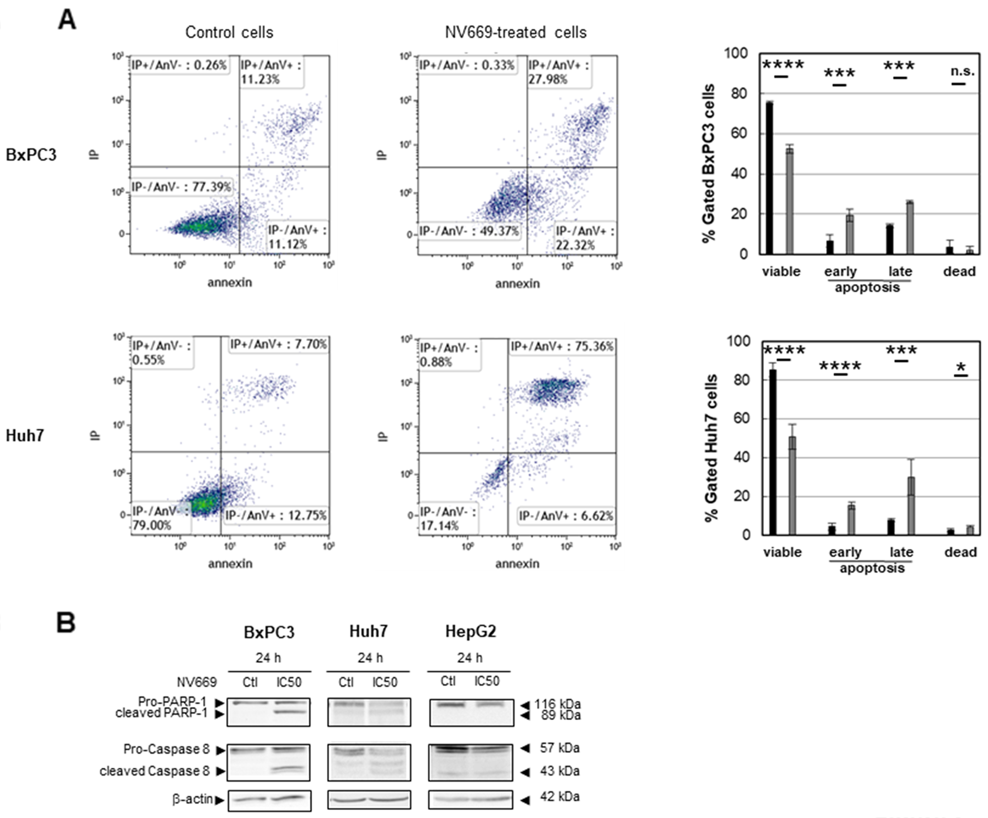 NV669 induced cancer cell apoptosis