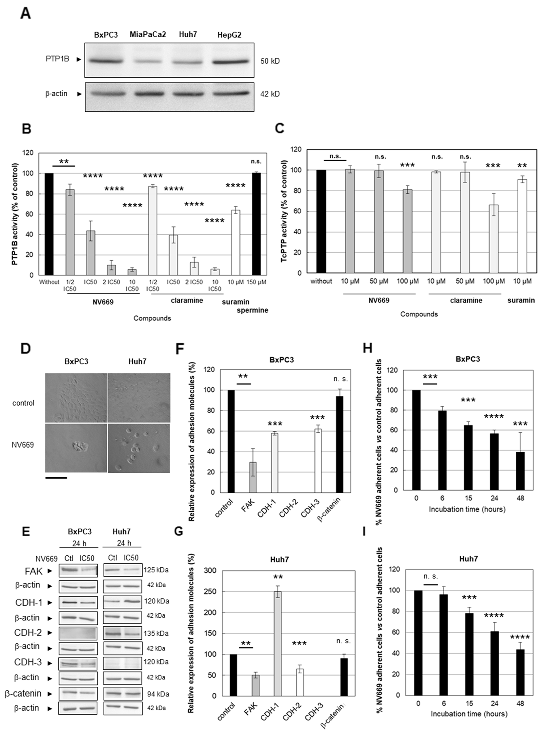 NV669 affected the expression of cell adhesion molecules and induced cell detachment