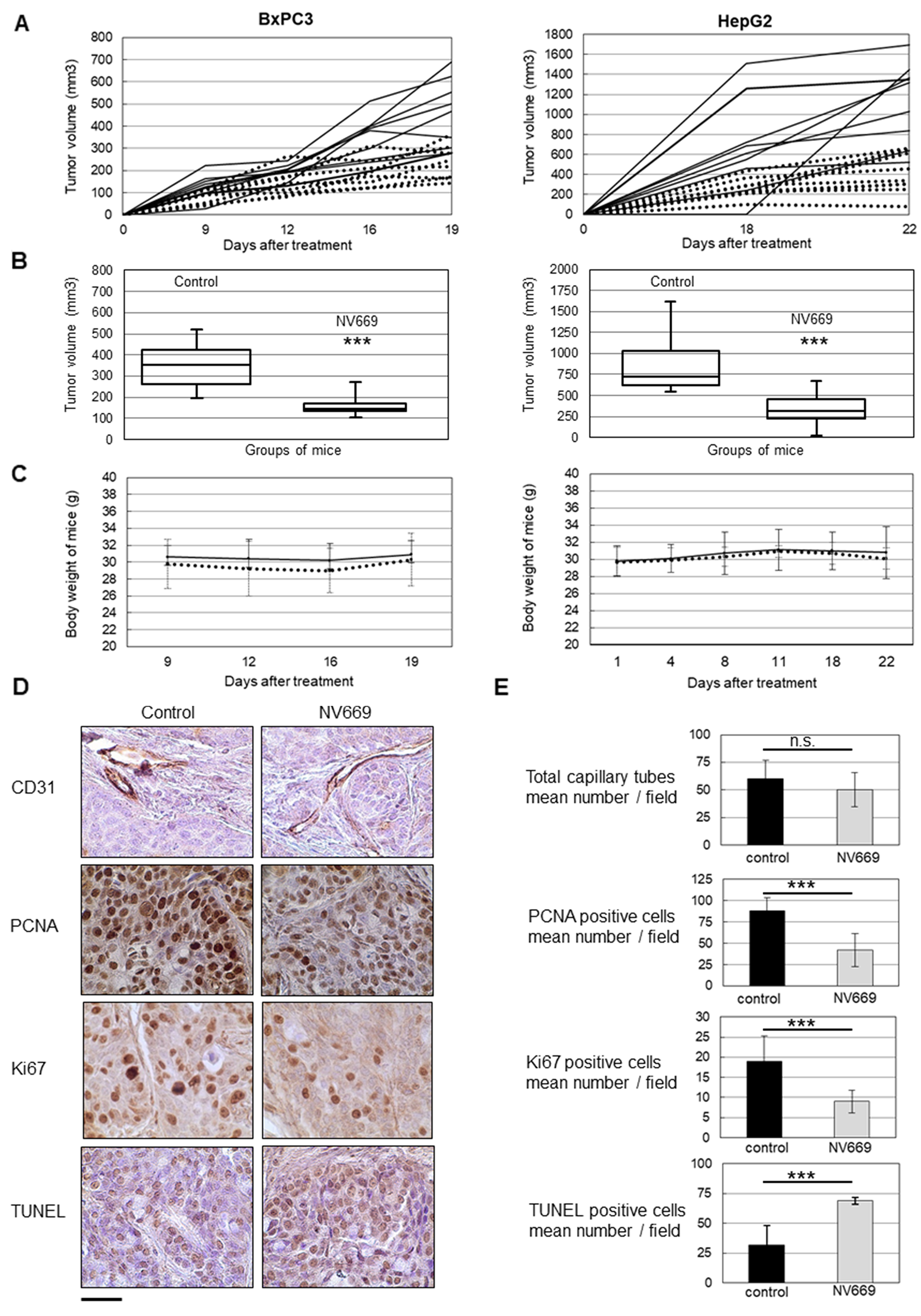 NV669 inhibited pancreatic and liver cancer tumor xenograft growth and induced apoptosis, in vivo