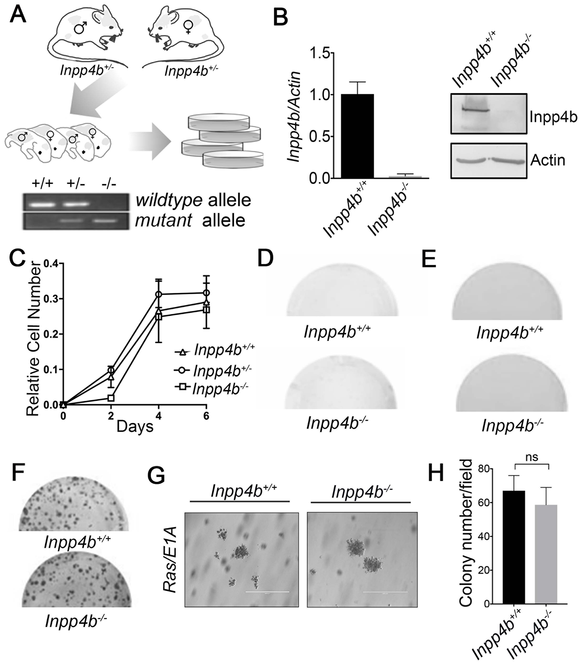 Generation and characterization of primary Inpp4b+/+, Inpp4b+/- and Inpp4b-/- MEF