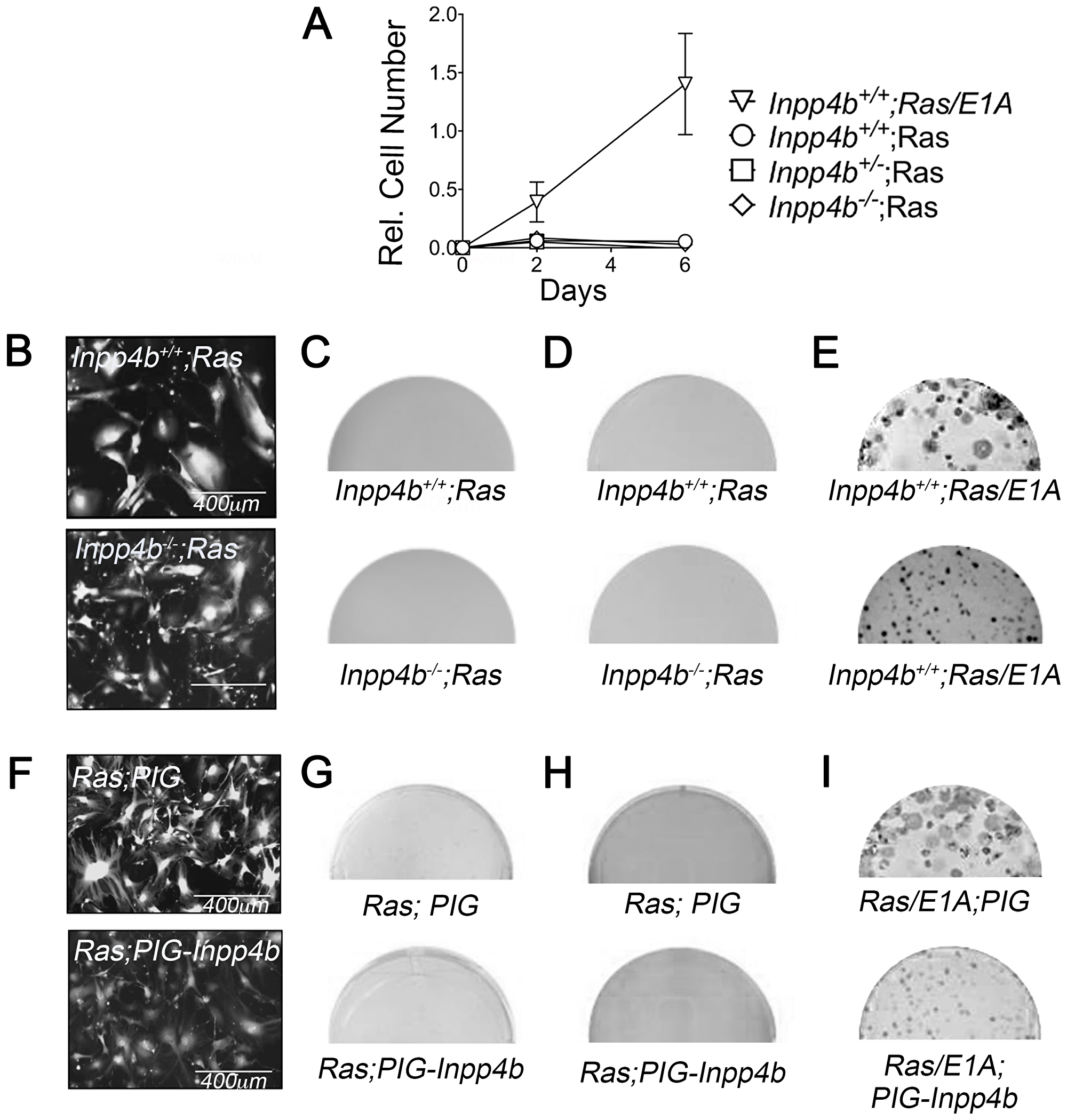 Inpp4b loss or overexpression do not cooperate with H-RasV12 in MEF transformation