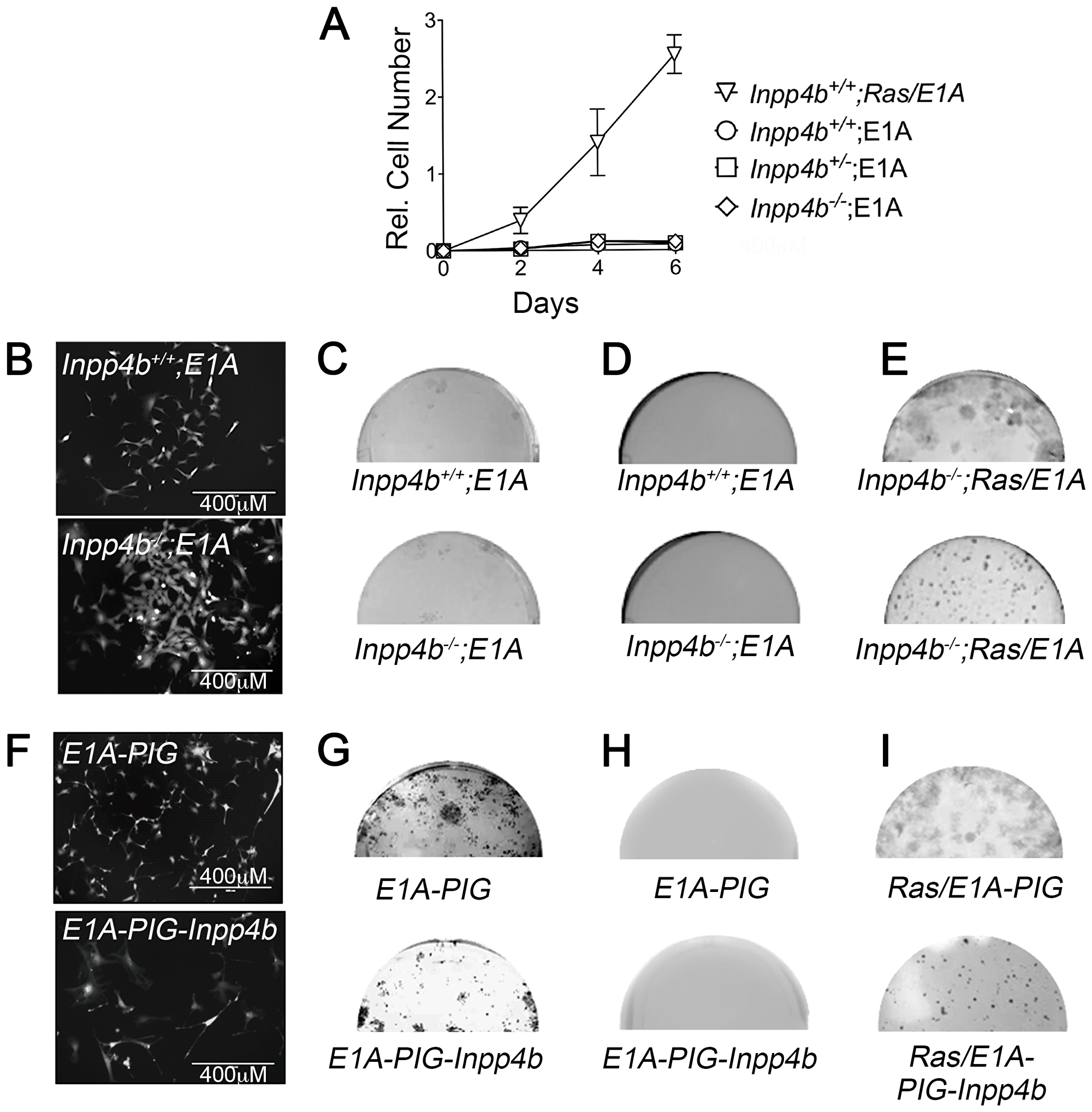 Inpp4b loss or overexpression do not cooperate with E1A in MEF