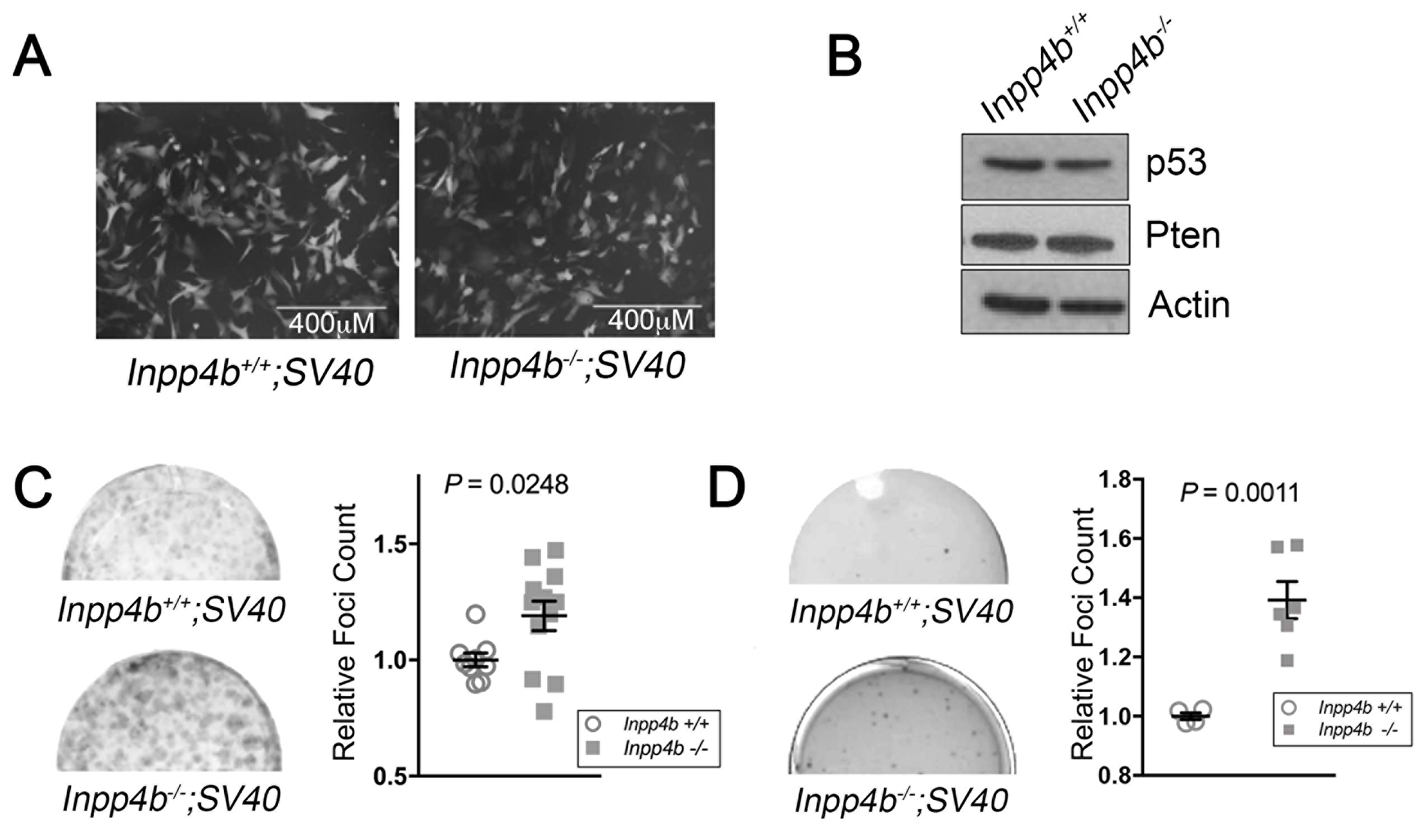 Inpp4b deficiency increases colony forming potential of SV40 T-Large in MEF
