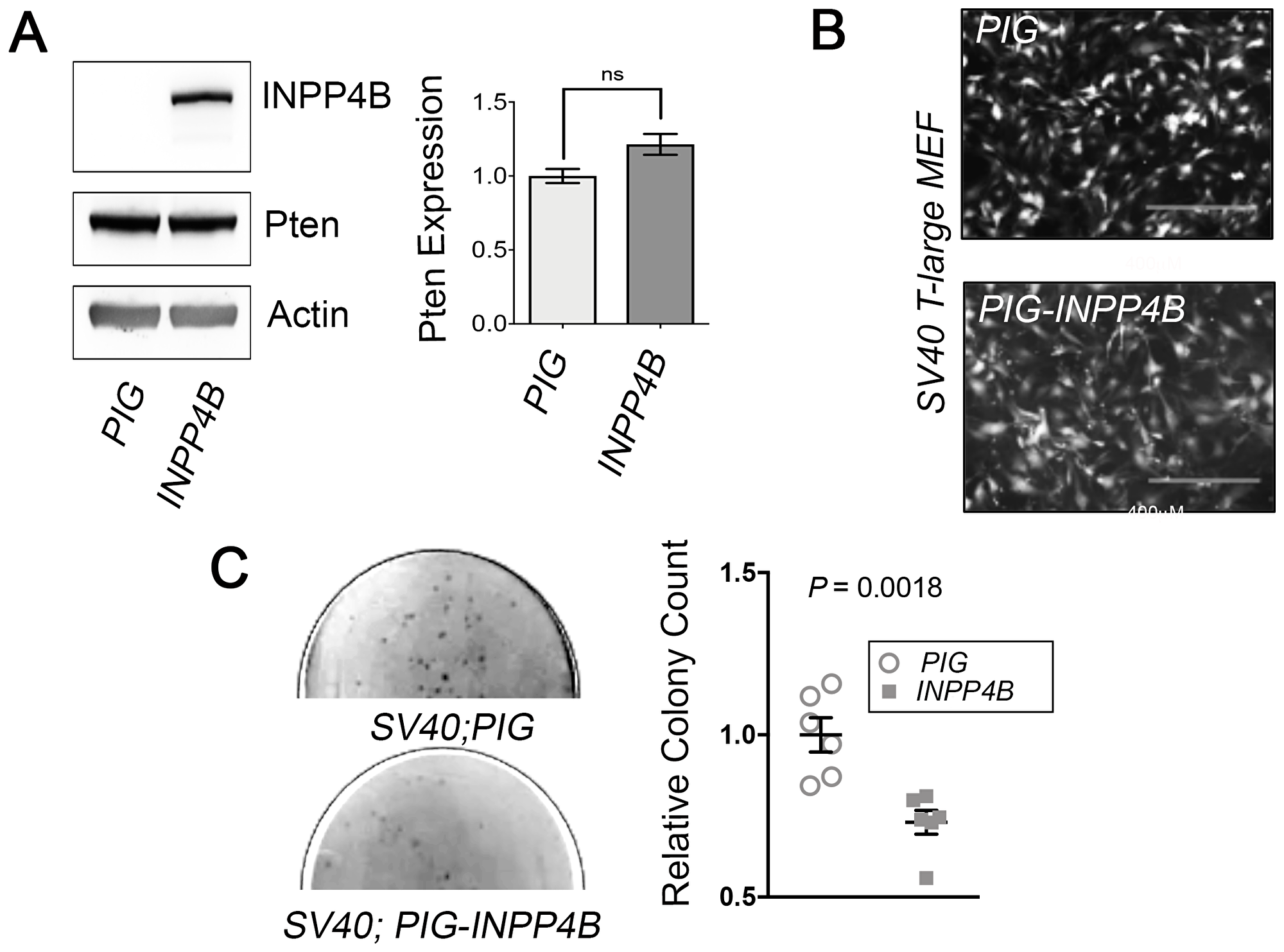 Inpp4b overexpression decreases transformation potential in SV40 T-Large MEF