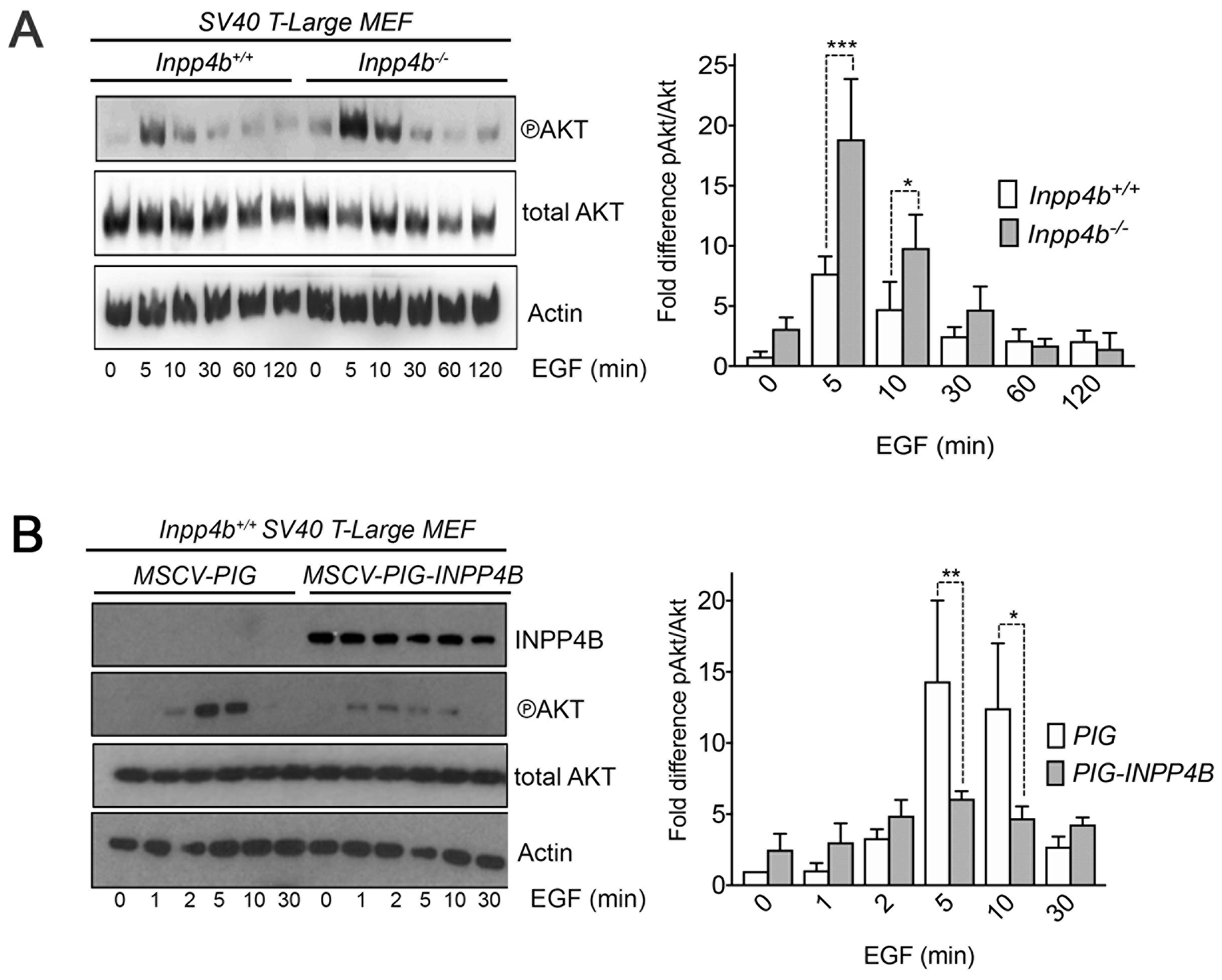 Inpp4b modulates EGF stimulated Akt activation in SV40 T-Large MEF