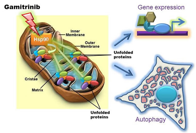 Figure 1 Oncotarget Perspective -Altieri.jpg