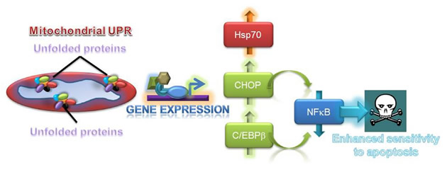 Figure 2 Oncotarget Perspective -Altieri.jpg