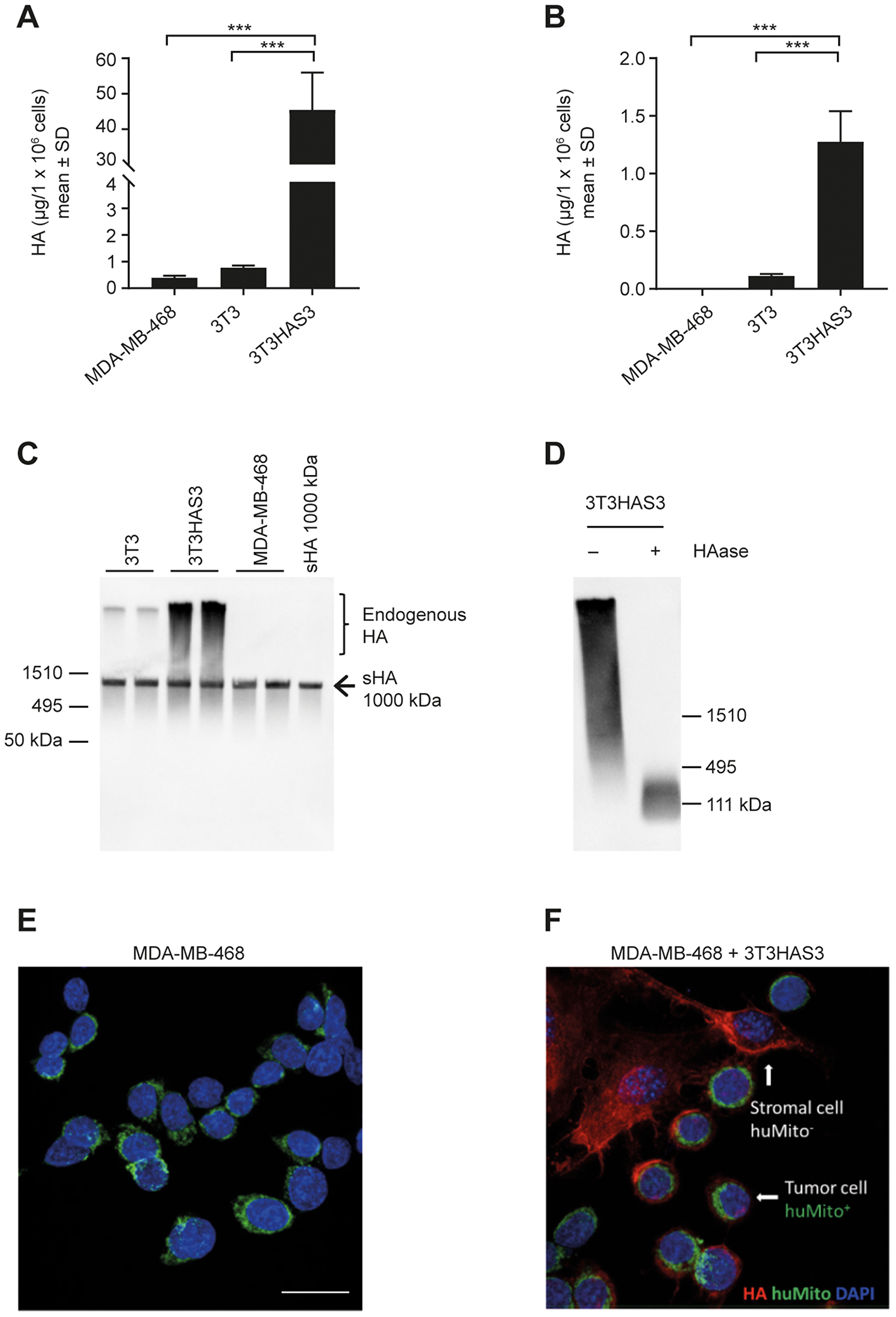 Engineered HA-accumulating fibroblast cells synthesized HMW HA that bound to MDA-MB-468 breast cancer cells in culture
