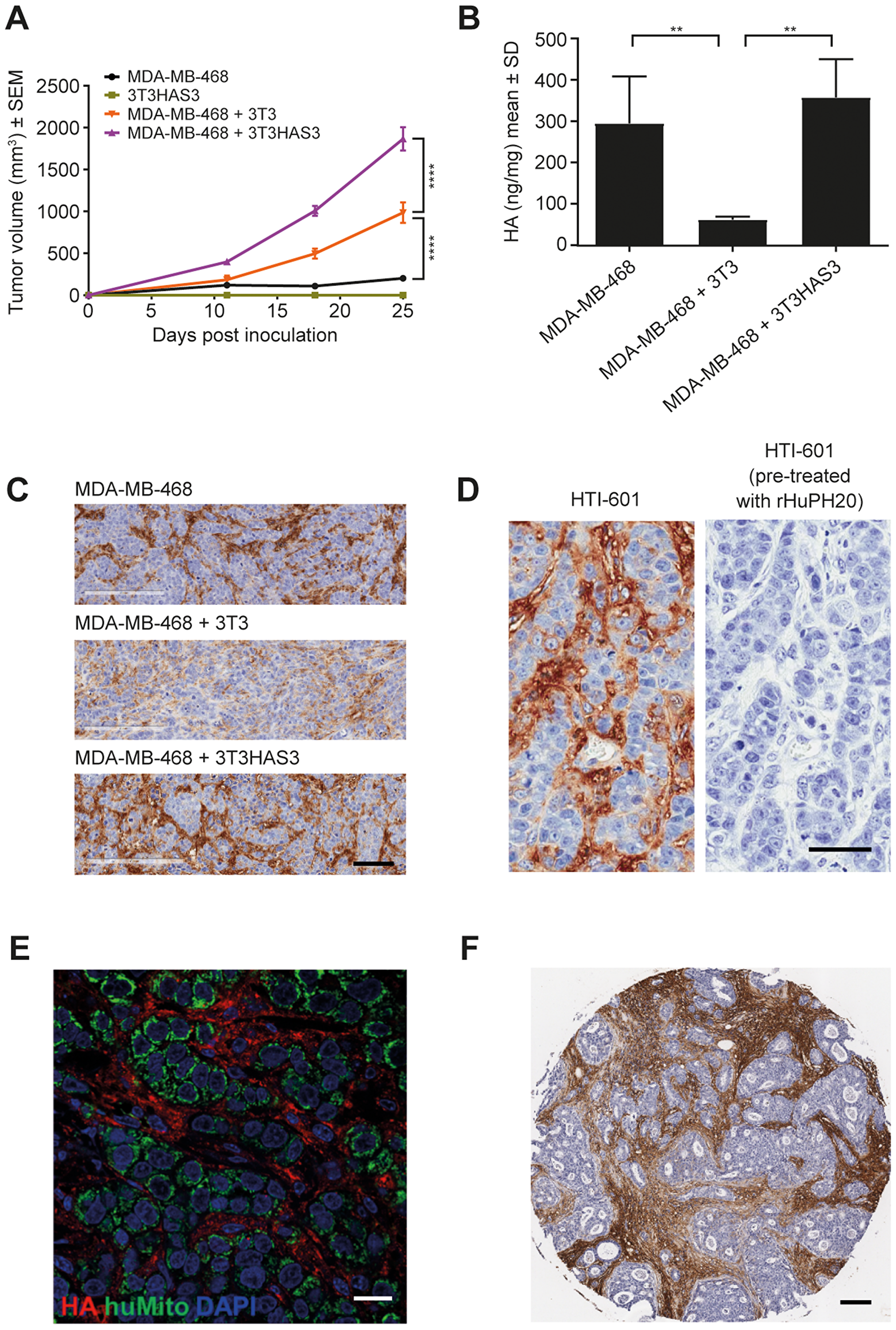 Engineered HA-accumulating fibroblast cells promoted in vivo tumor growth in the MDA-MB-468 breast cancer model